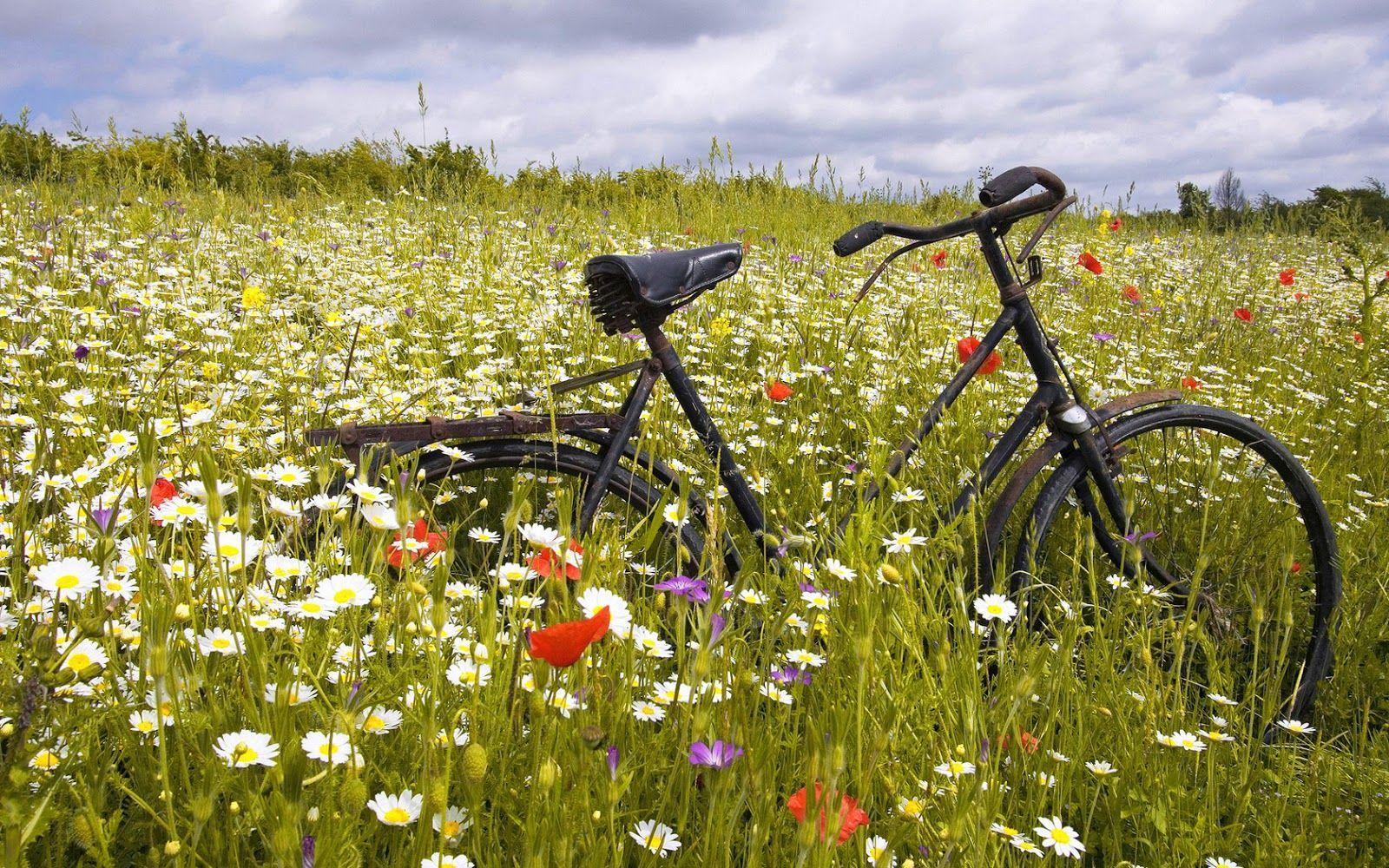 Bicycle Flowers Wallpapers Top Free Bicycle Flowers Backgrounds