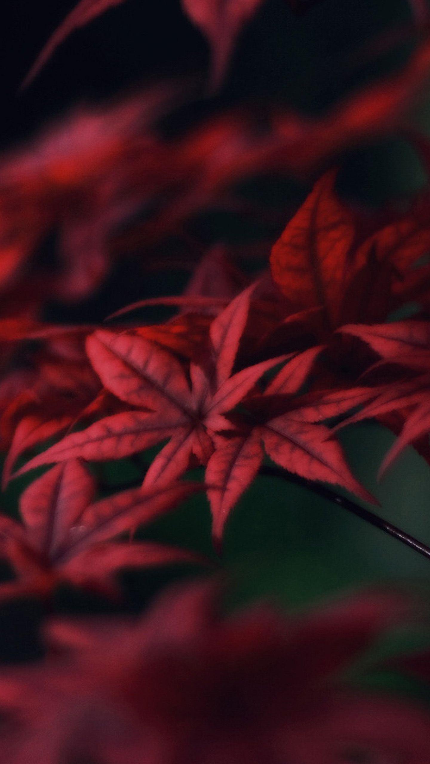 Crimson Red Wallpapers Top Free Crimson Red Backgrounds WallpaperAccess