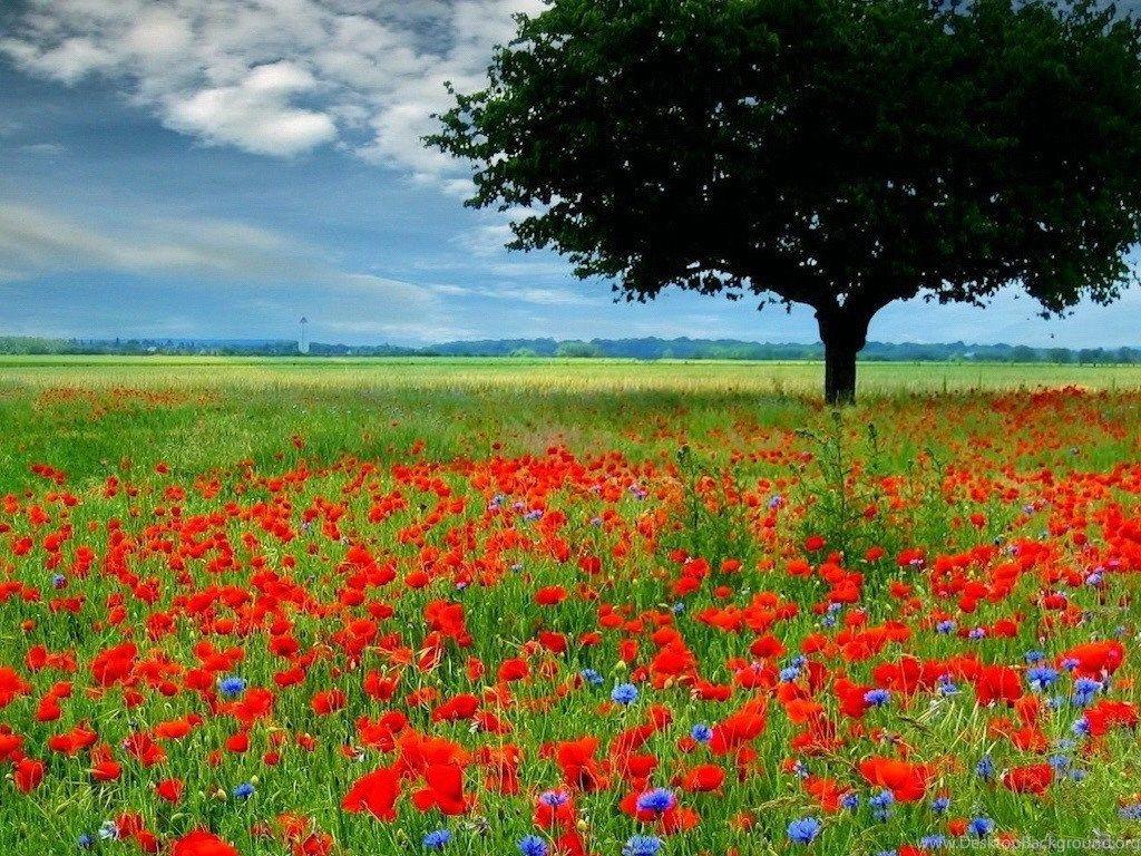 Rose Garden HD Wallpapers Top Free Rose Garden HD Backgrounds