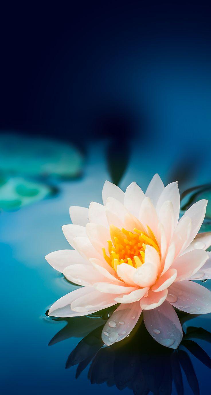 Lotus Flower iPhone Wallpapers Top Free Lotus Flower iPhone