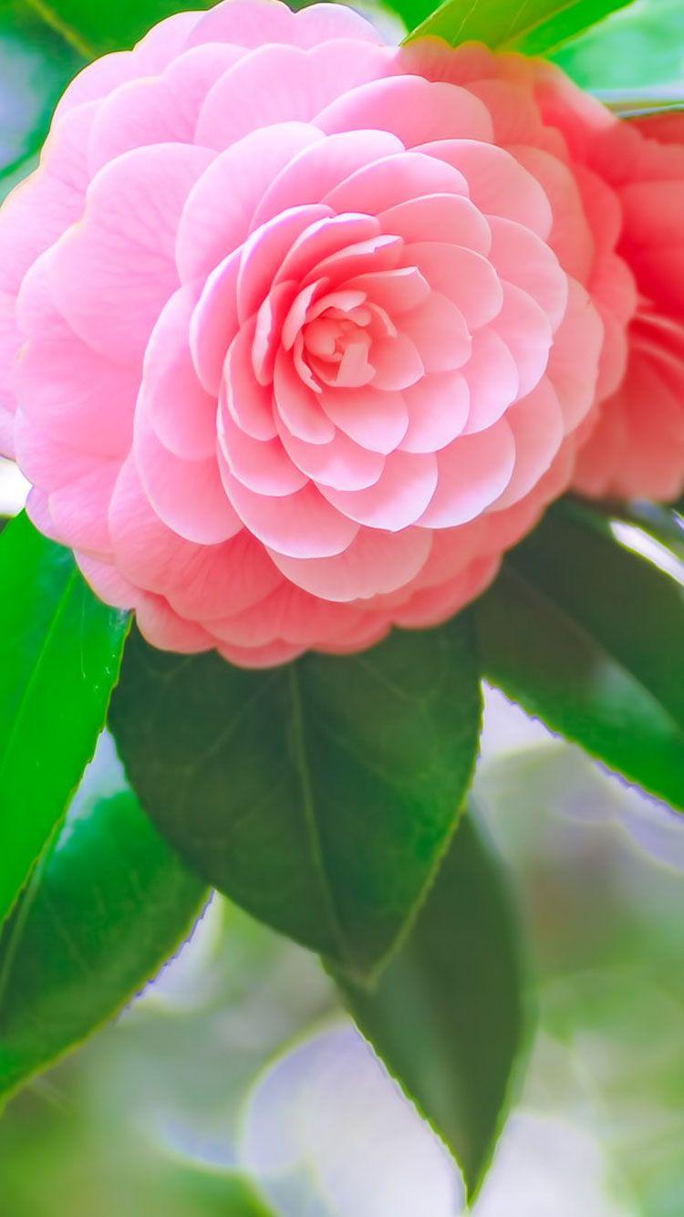 iPhone 6 Flower Wallpapers Top Free iPhone 6 Flower Backgrounds