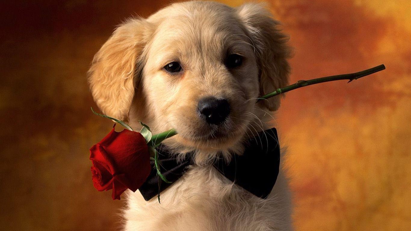 Love Animal Wallpapers Top Free Love Animal Backgrounds WallpaperAccess