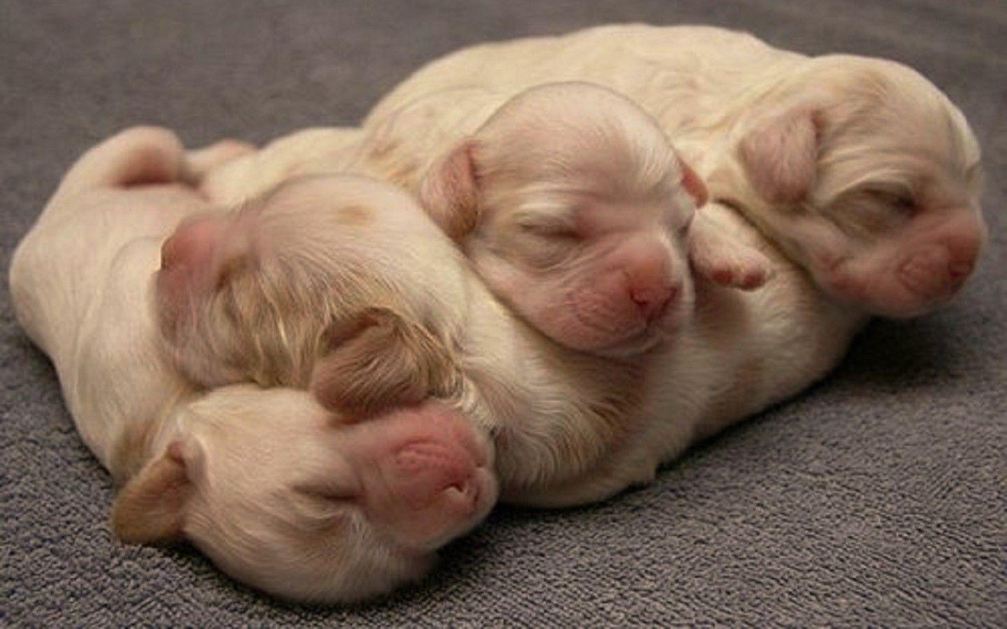 Love Animal Wallpapers Top Free Love Animal Backgrounds WallpaperAccess