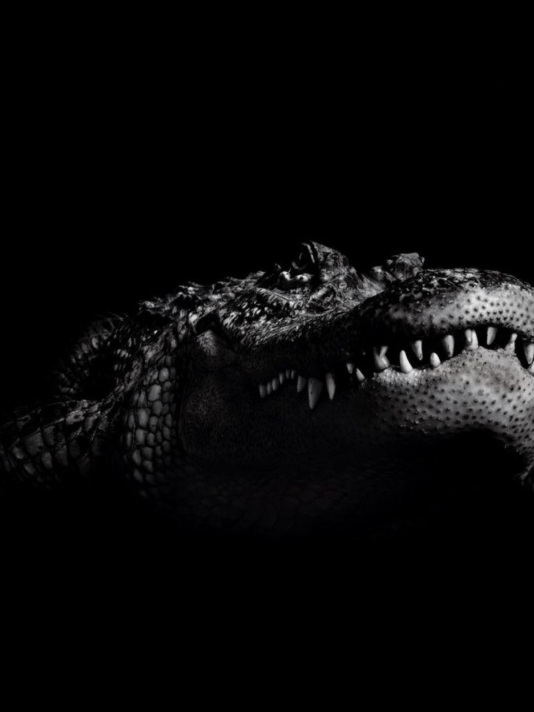 Crocodile Phone Wallpapers Top Free Crocodile Phone Backgrounds WallpaperAccess