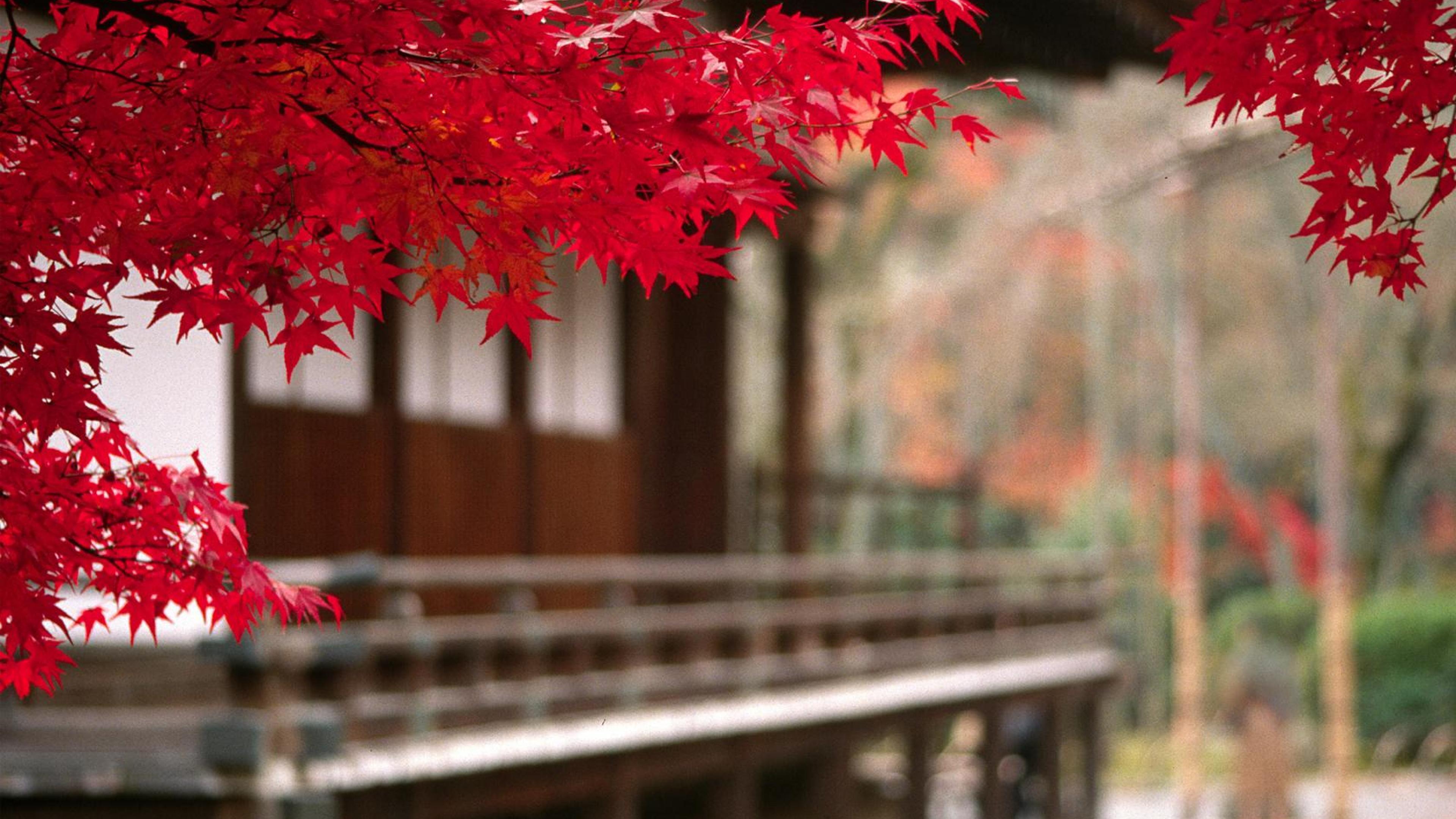 Japan 4K Wallpapers Top Free Japan 4K Backgrounds WallpaperAccess