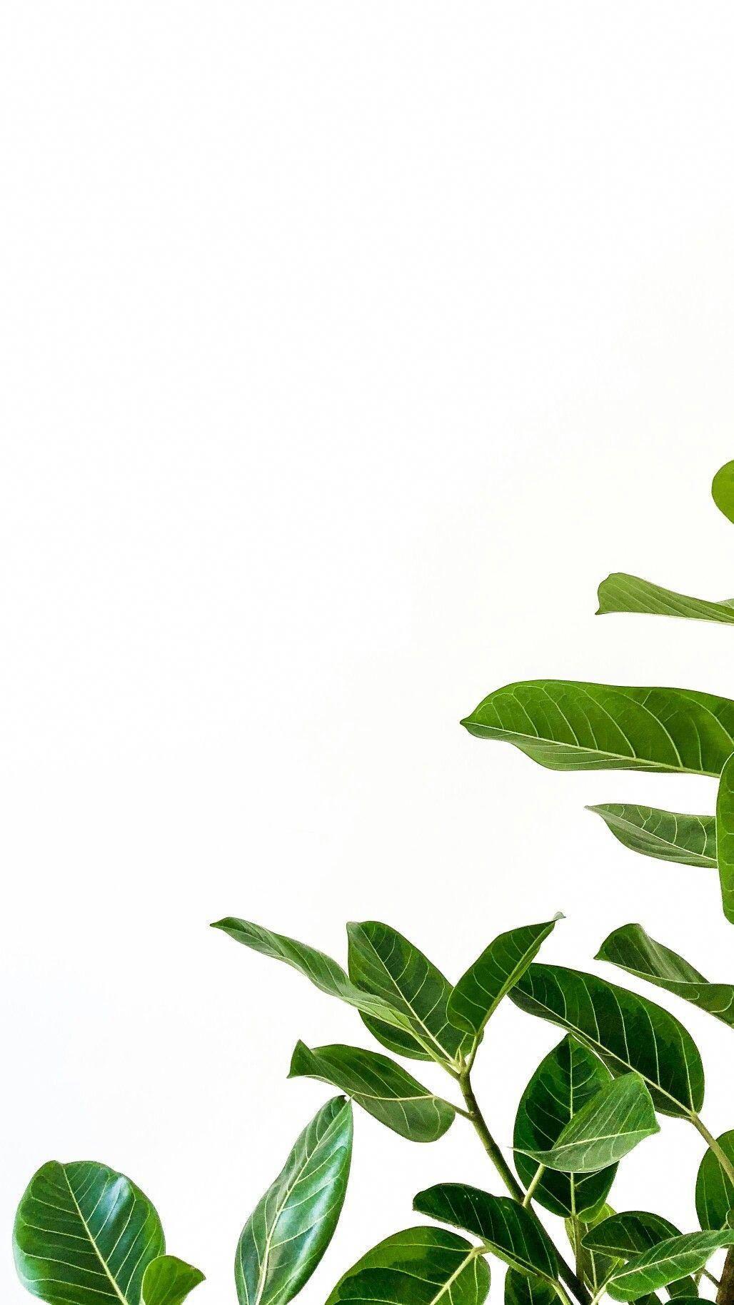 White Minimalist Plant Wallpapers Top Free White Minimalist Plant