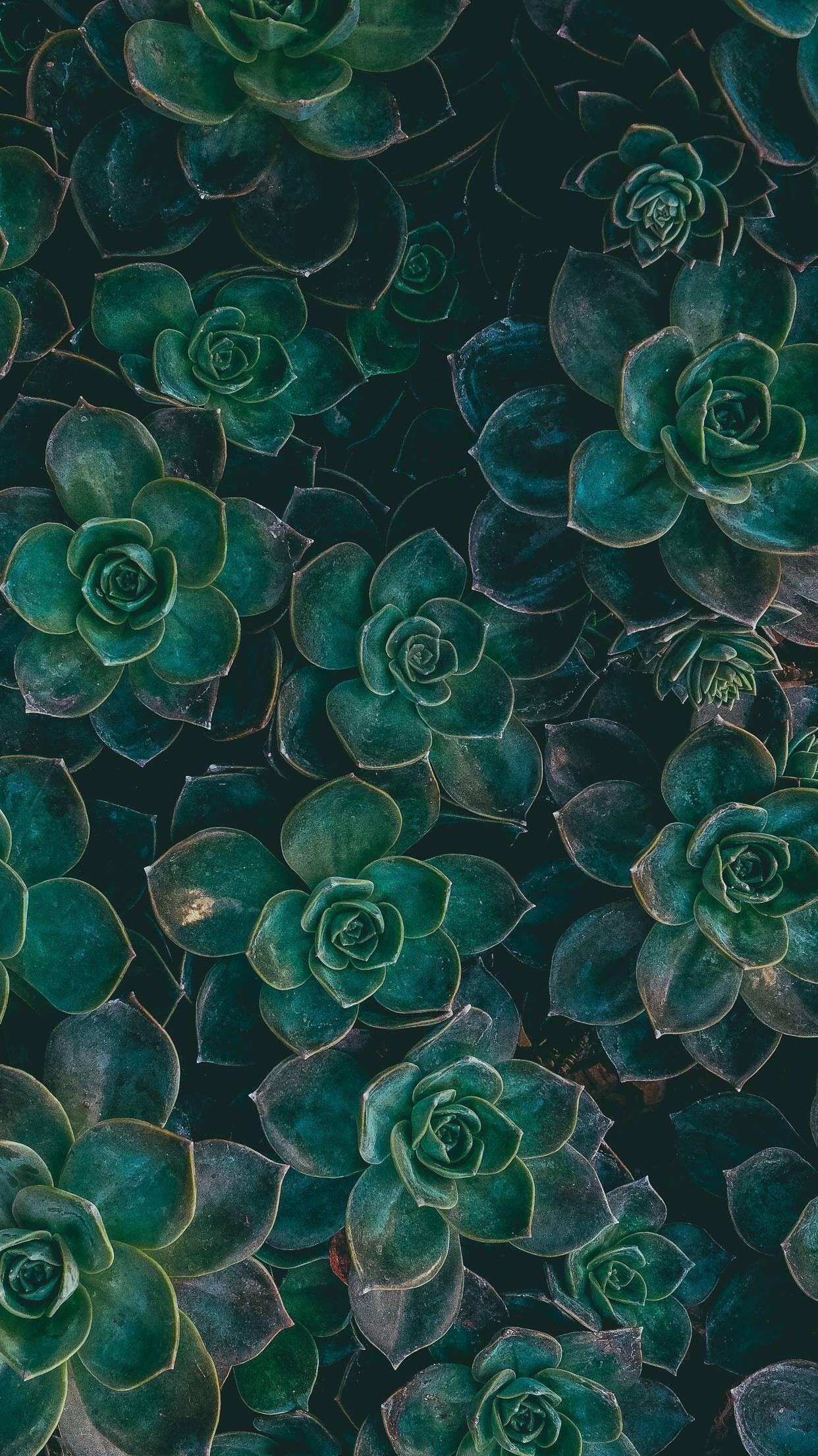 Best Boho Wallpapers Top Free Best Boho Backgrounds WallpaperAccess