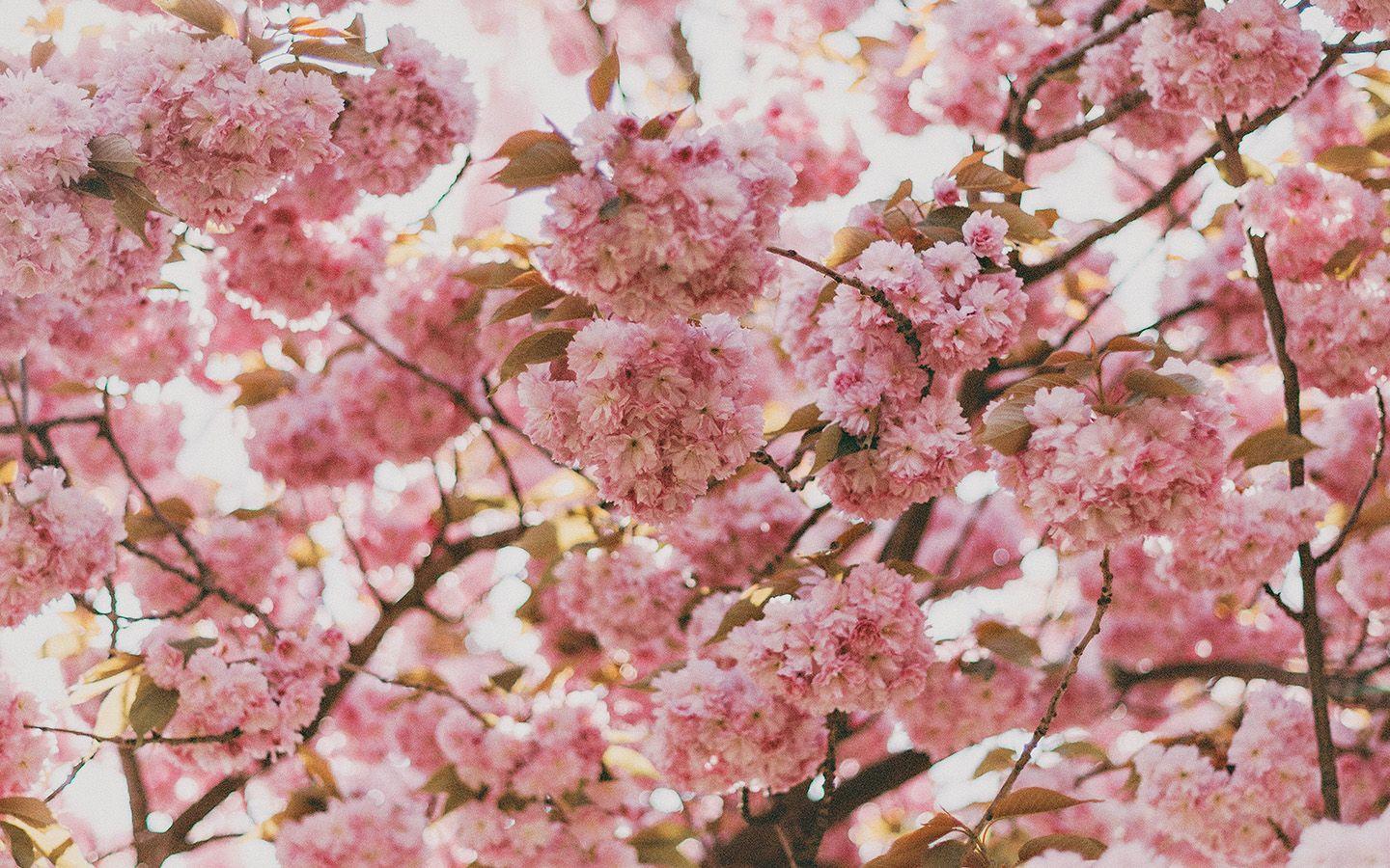 MacBook Air Pink Wallpapers Top Free MacBook Air Pink Backgrounds