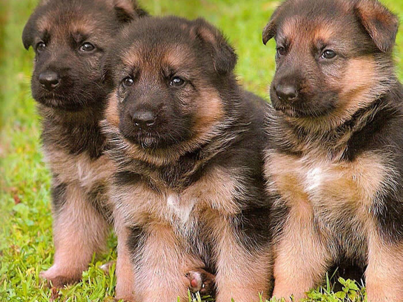 Baby German Shepherd Wallpapers Top Free Baby German Shepherd