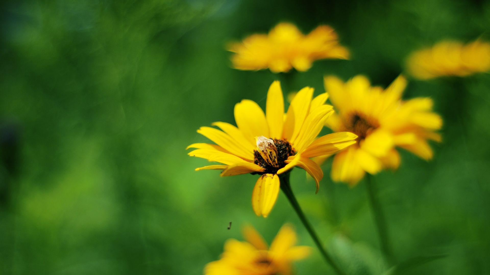 Cool Flowers Wallpapers Top Free Cool Flowers Backgrounds