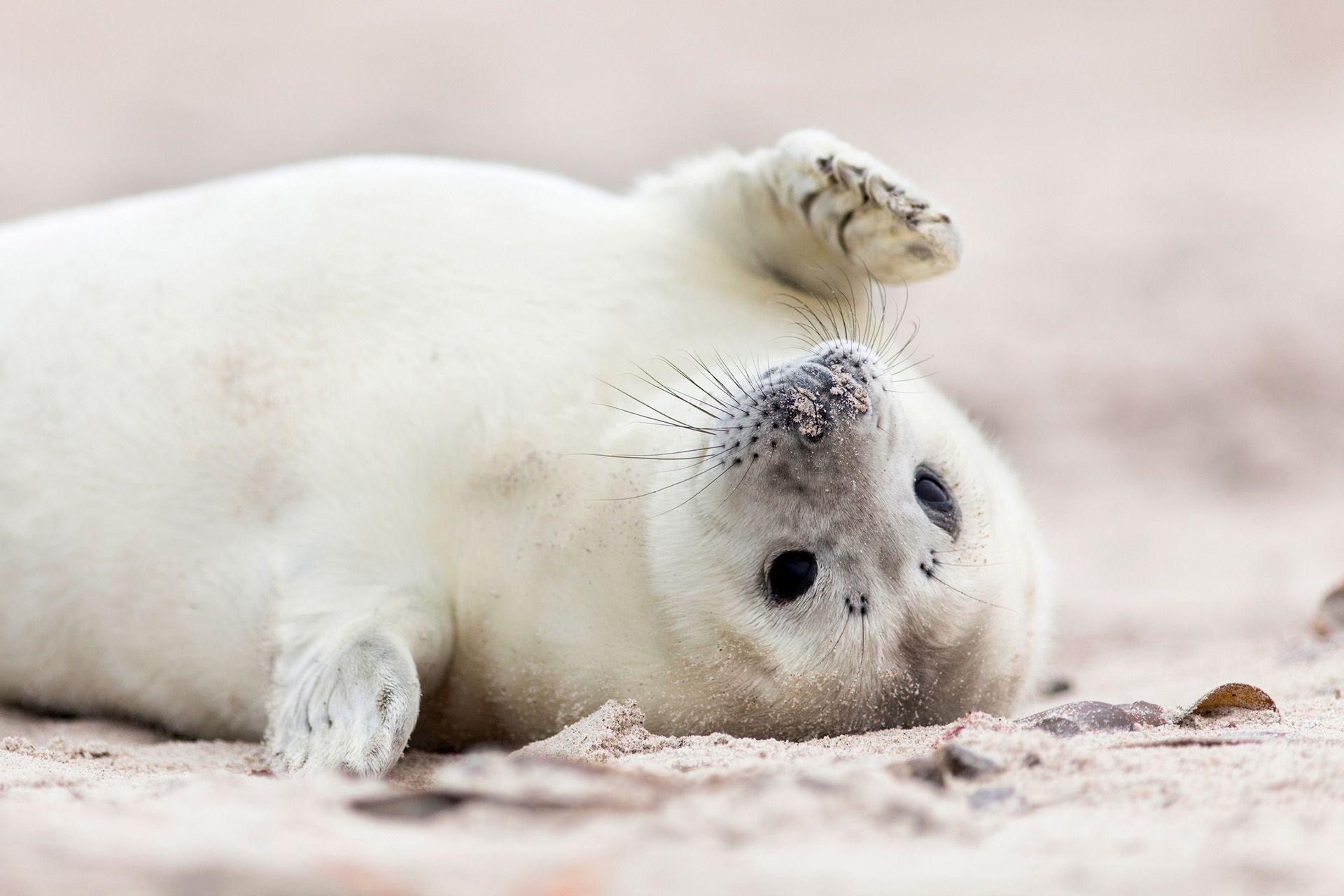 Baby Harp Seal Wallpapers Top Free Baby Harp Seal Backgrounds