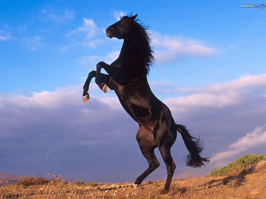 Beautiful Horses Running Wild Wallpapers Top Free Beautiful Horses