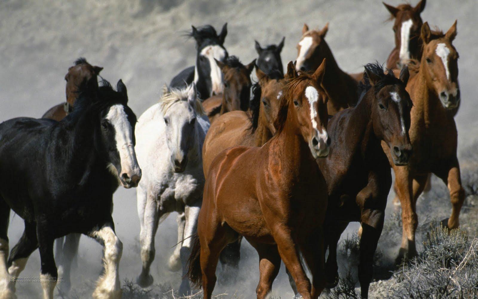 Beautiful Horses Running Wild Wallpapers Top Free Beautiful Horses