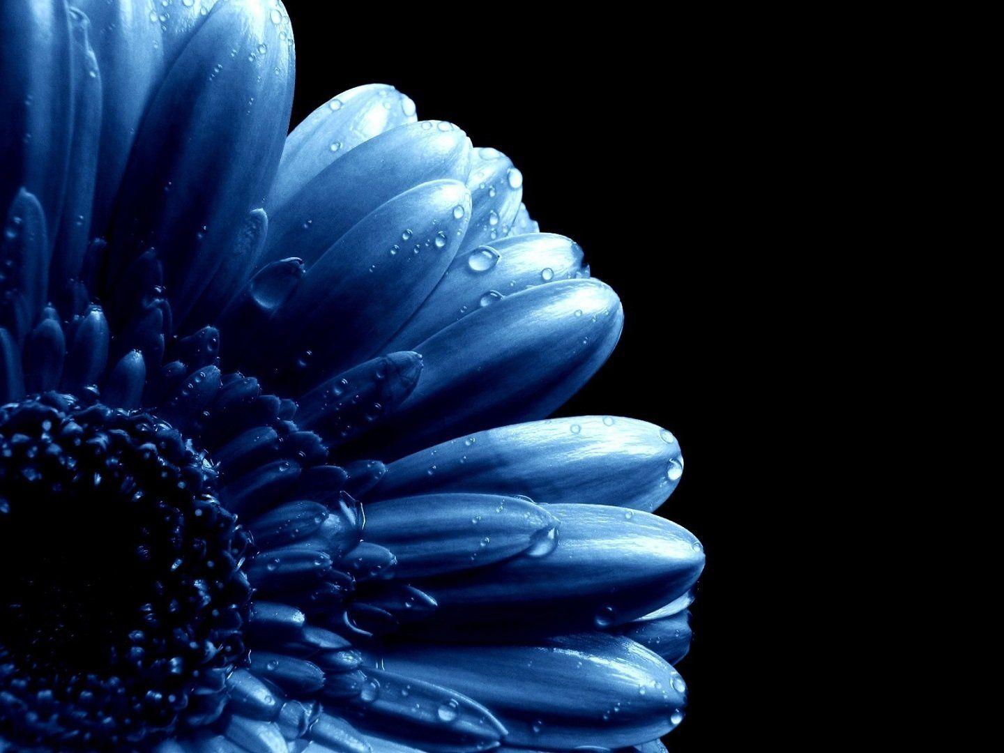 Black Blue Flower Wallpapers Top Free Black Blue Flower Backgrounds