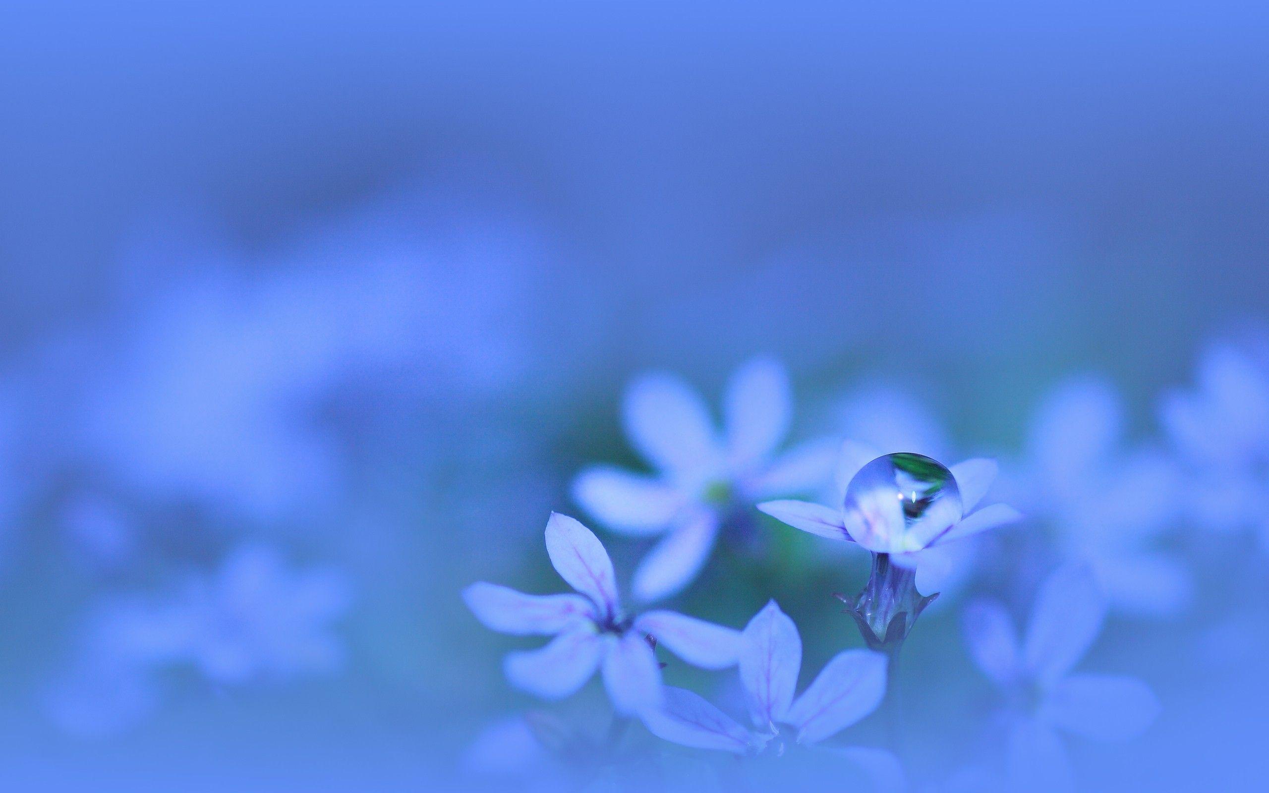 Cute Blue Flower Wallpapers Top Free Cute Blue Flower Backgrounds