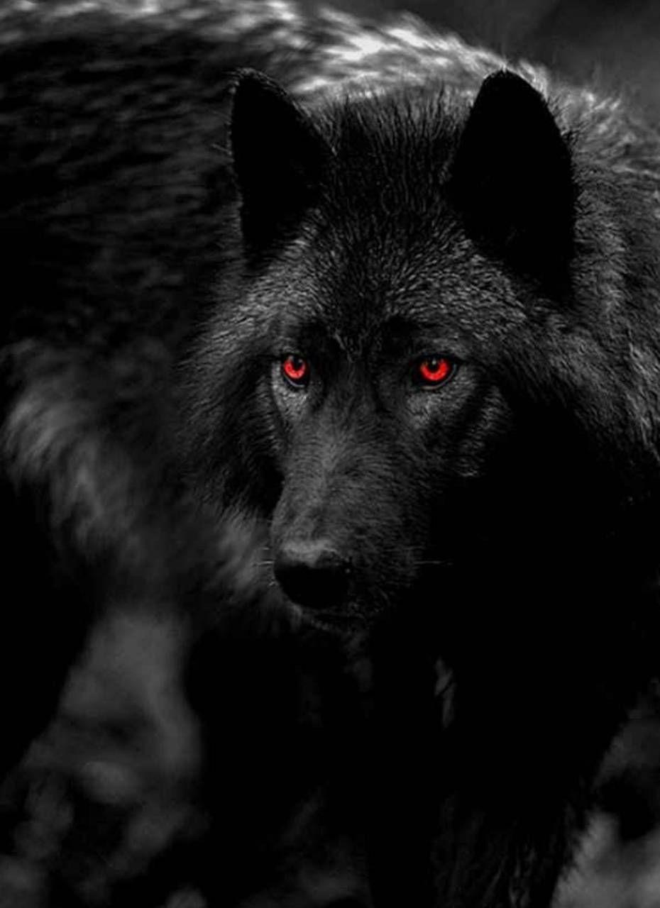 Angry Black Wolf With Blue Eyes Wallpaper Gamer 4 Everbr