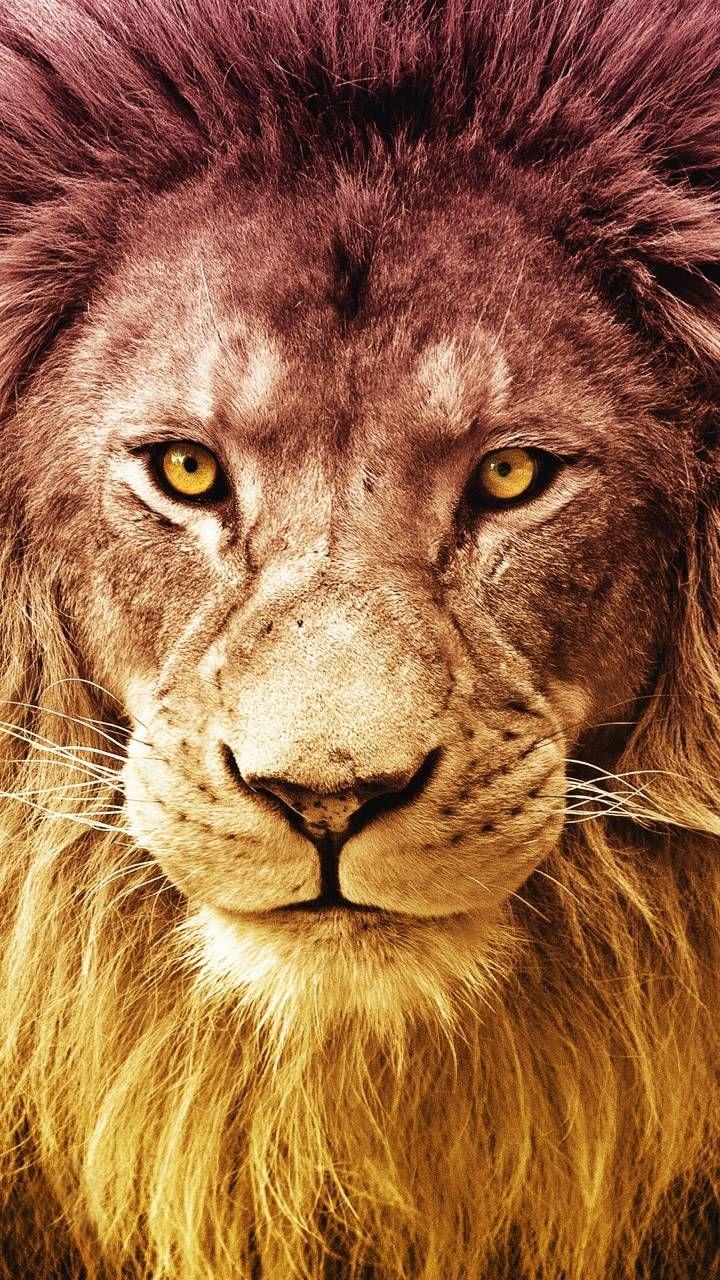 Lion Mobile Wallpapers Top Free Lion Mobile Backgrounds WallpaperAccess