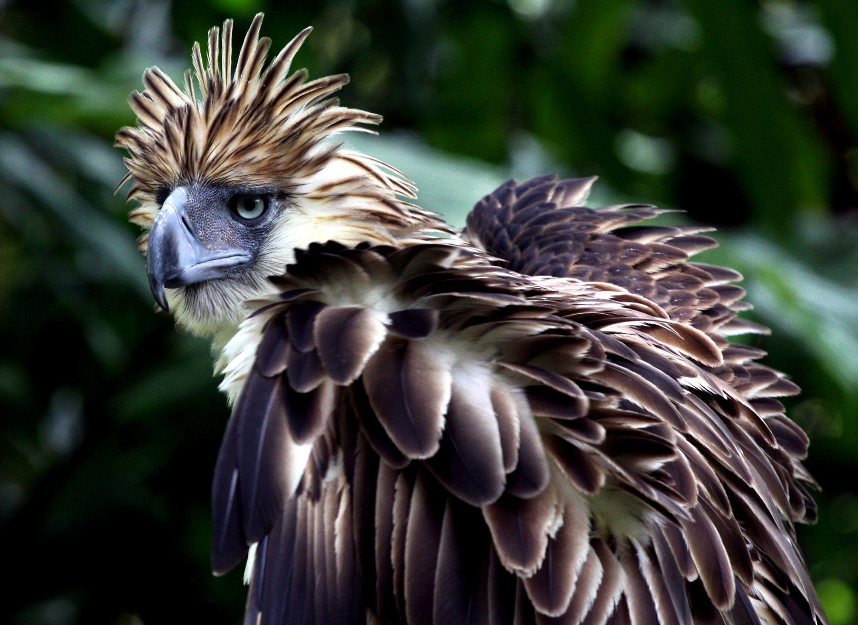 Philippine Eagle Wallpapers Top Free Philippine Eagle Backgrounds