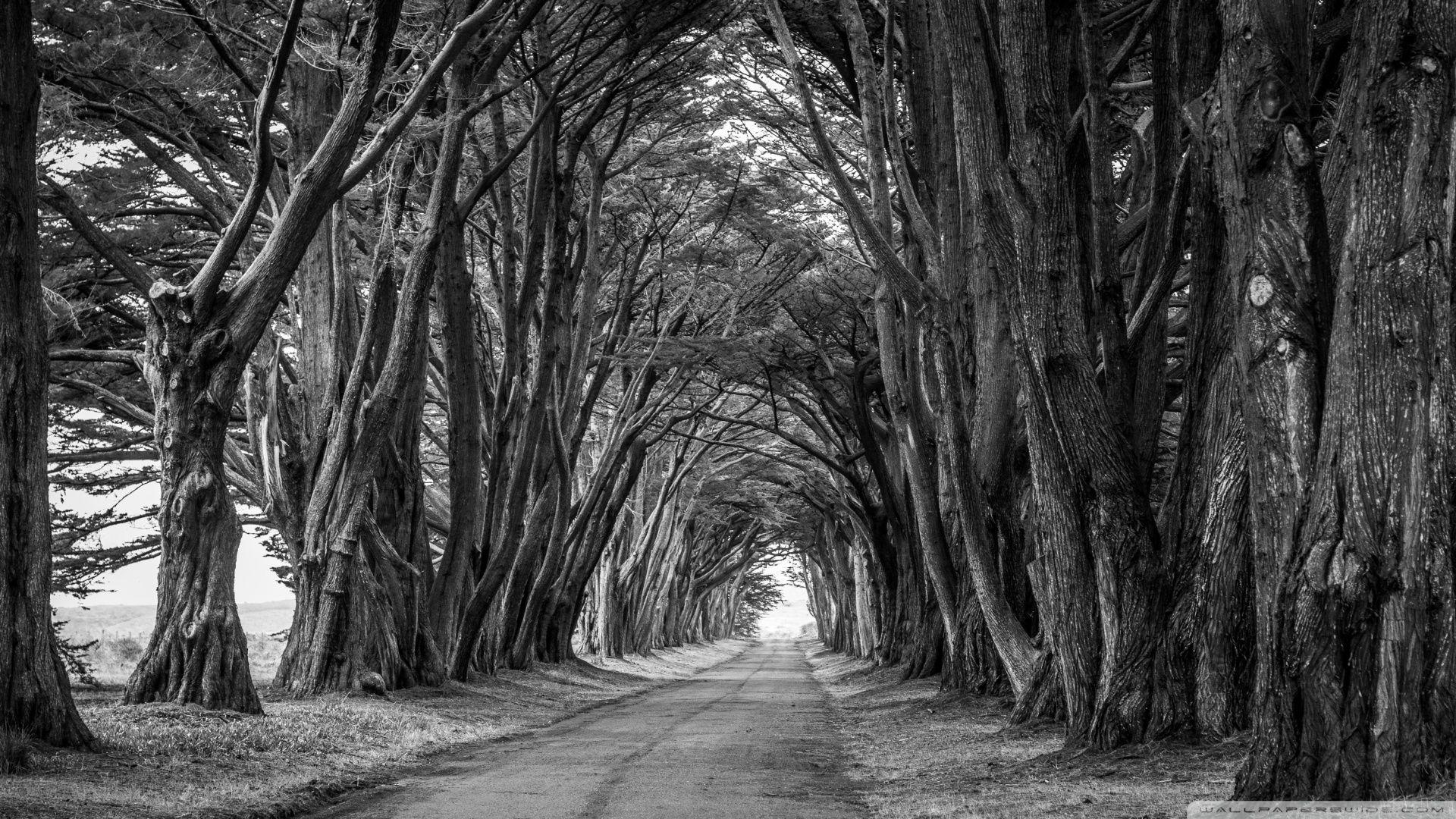 Amazing Nature Black and White Wallpapers Top Free Amazing Nature