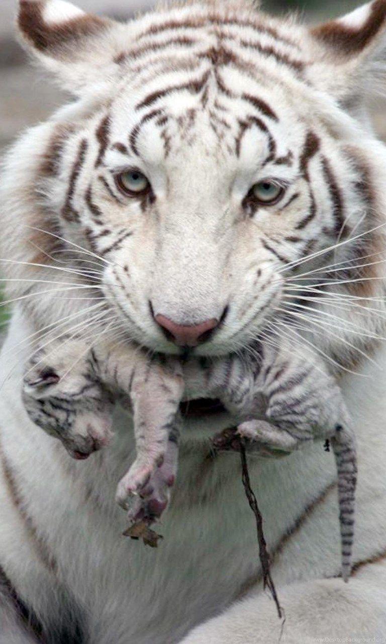 Baby Snow Tiger Wallpapers Top Free Baby Snow Tiger Backgrounds