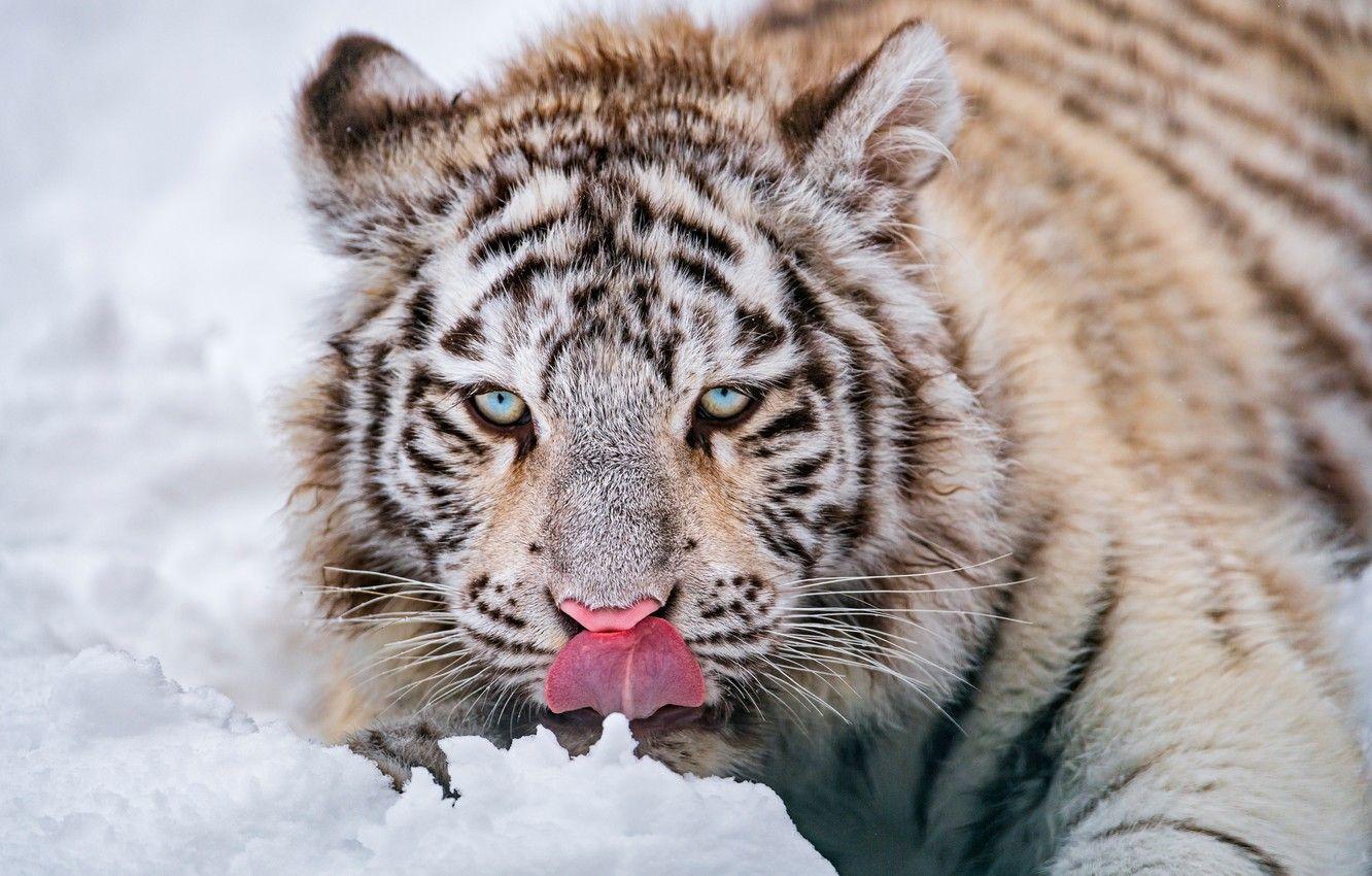 Baby Snow Tiger Wallpapers Top Free Baby Snow Tiger Backgrounds