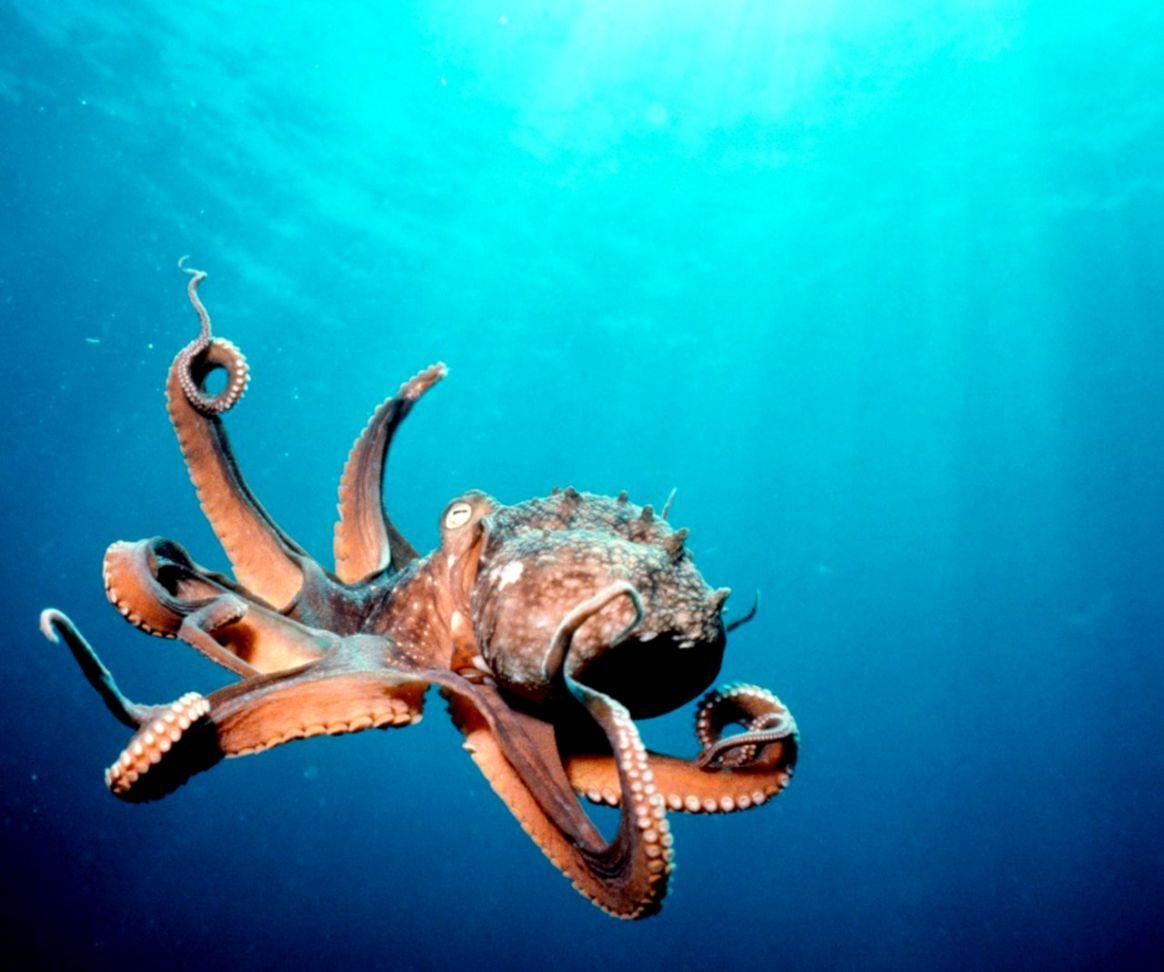 Deep Sea Creatures Wallpapers Top Free Deep Sea Creatures Backgrounds