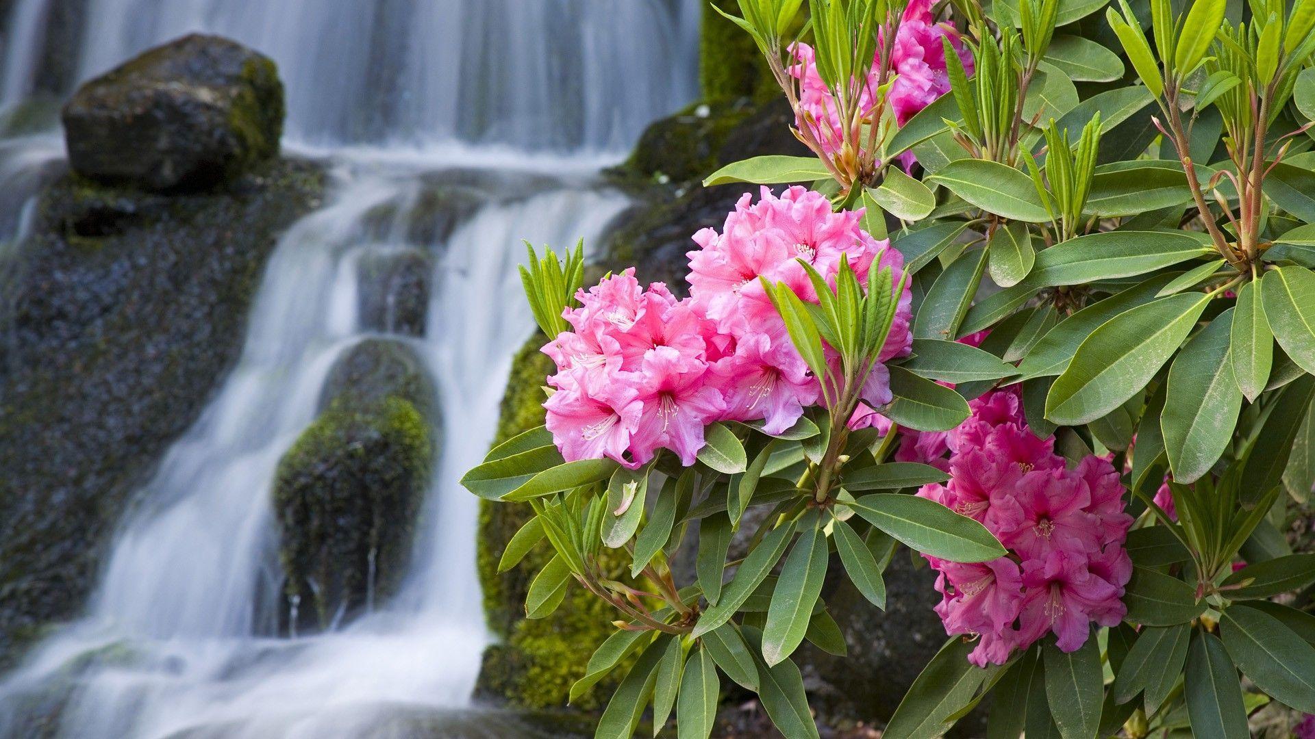 Waterfall Flowers Wallpapers Top Free Waterfall Flowers Backgrounds