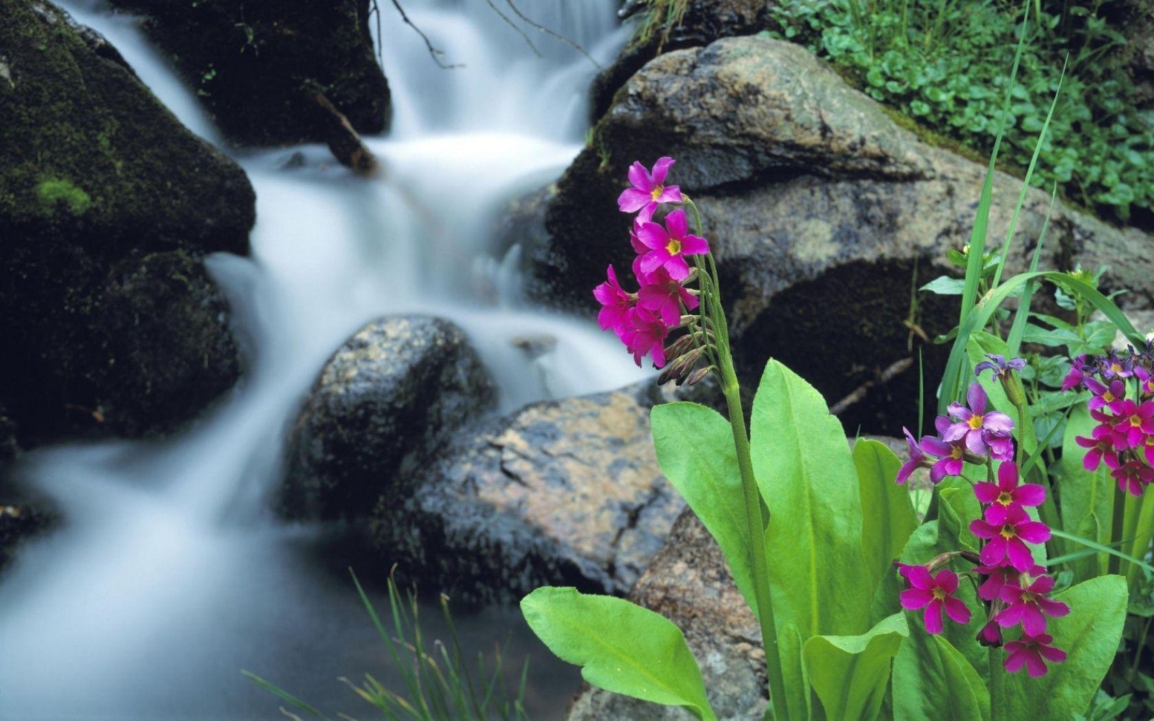 Waterfall Flowers Wallpapers Top Free Waterfall Flowers Backgrounds