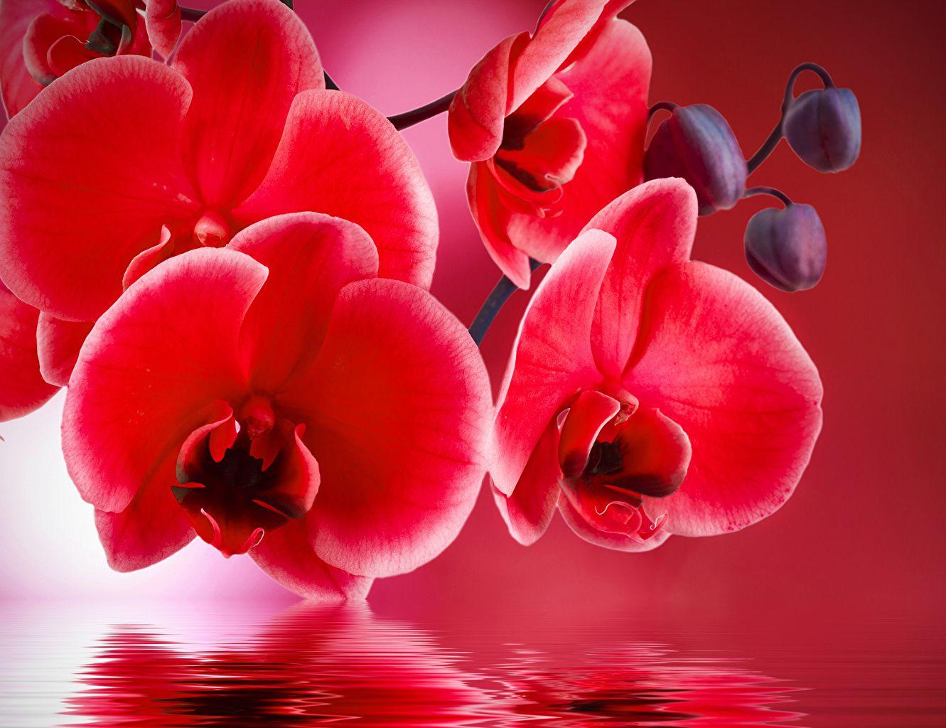 Red Orchid Wallpapers Top Free Red Orchid Backgrounds WallpaperAccess