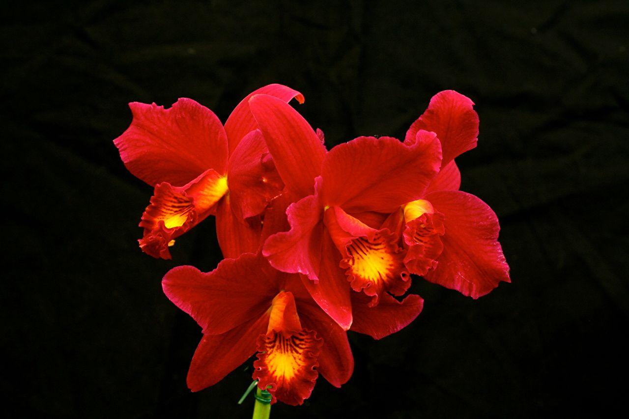 Red Orchid Wallpapers Top Free Red Orchid Backgrounds WallpaperAccess