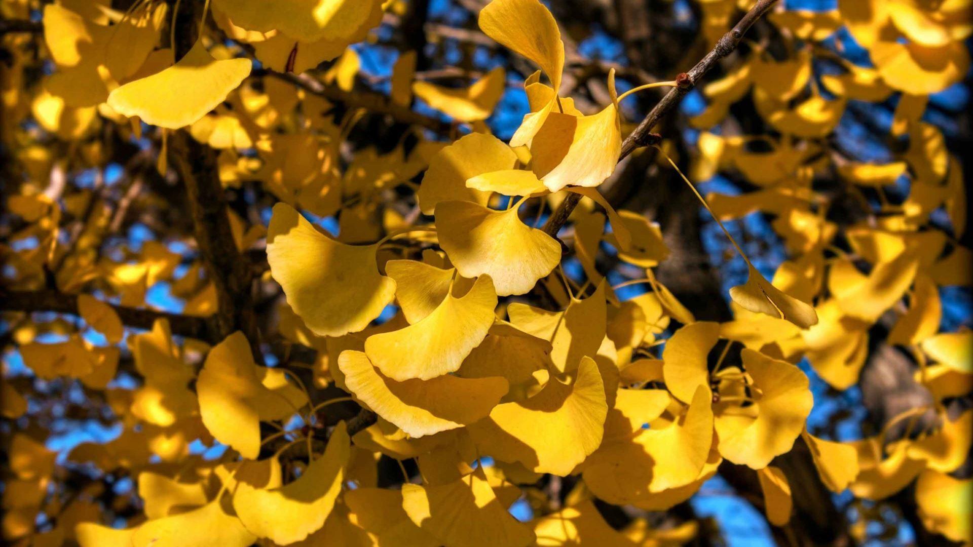 Ginkgo Tree Wallpapers Top Free Ginkgo Tree Backgrounds WallpaperAccess