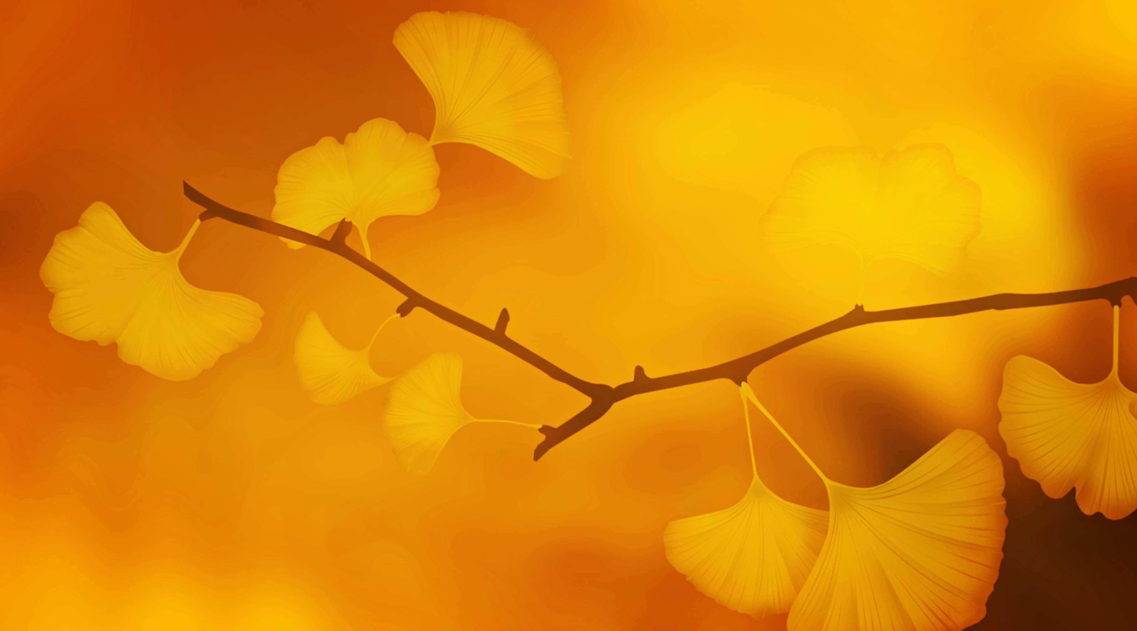 Ginkgo Tree Wallpapers Top Free Ginkgo Tree Backgrounds WallpaperAccess
