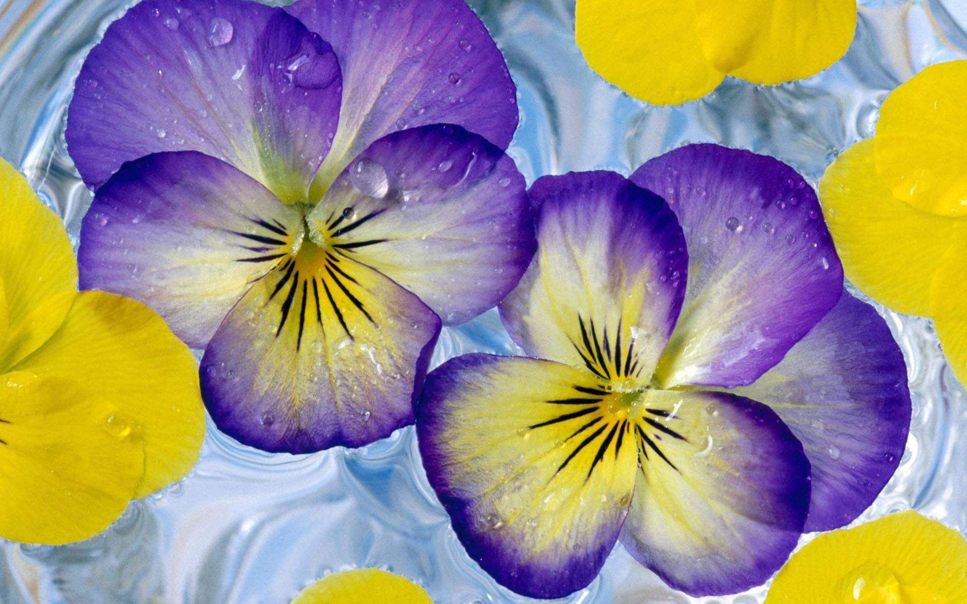 Yellow and Purple Wallpapers Top Free Yellow and Purple Backgrounds