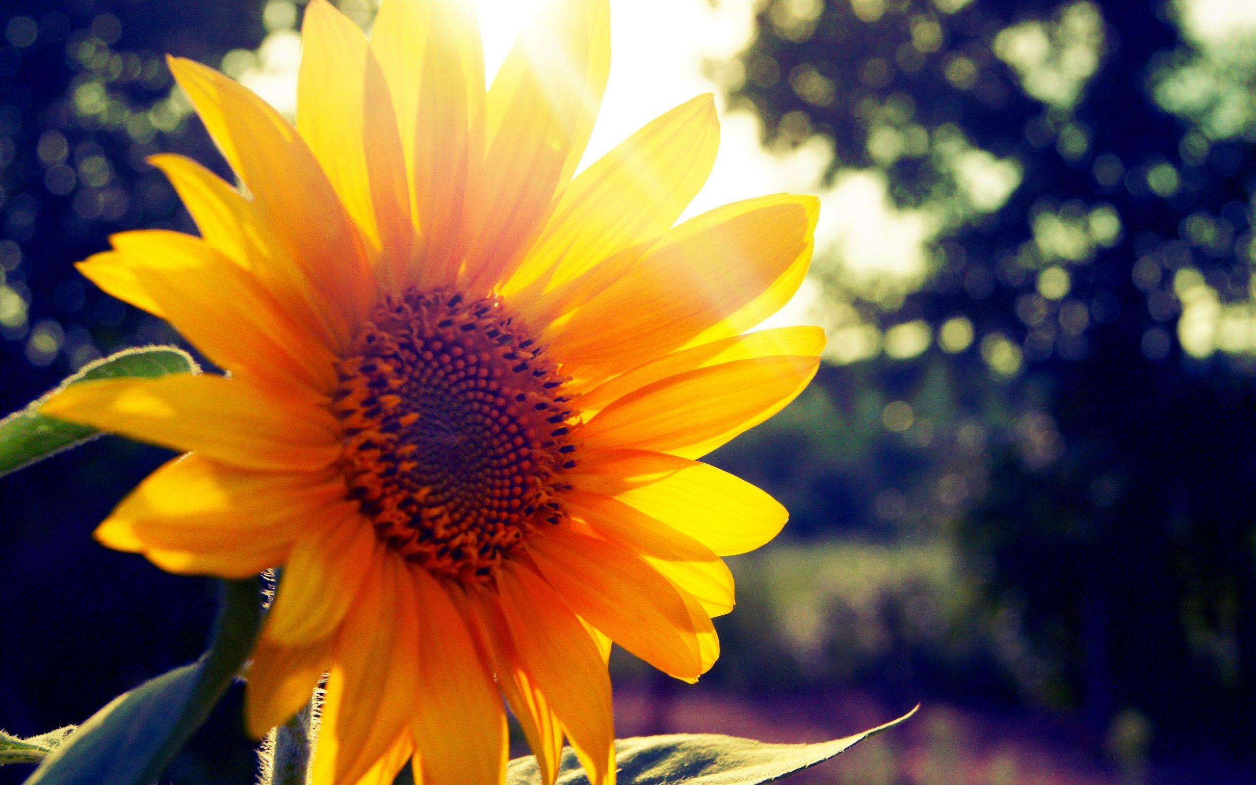 Flower Sunshine Wallpapers Top Free Flower Sunshine Backgrounds