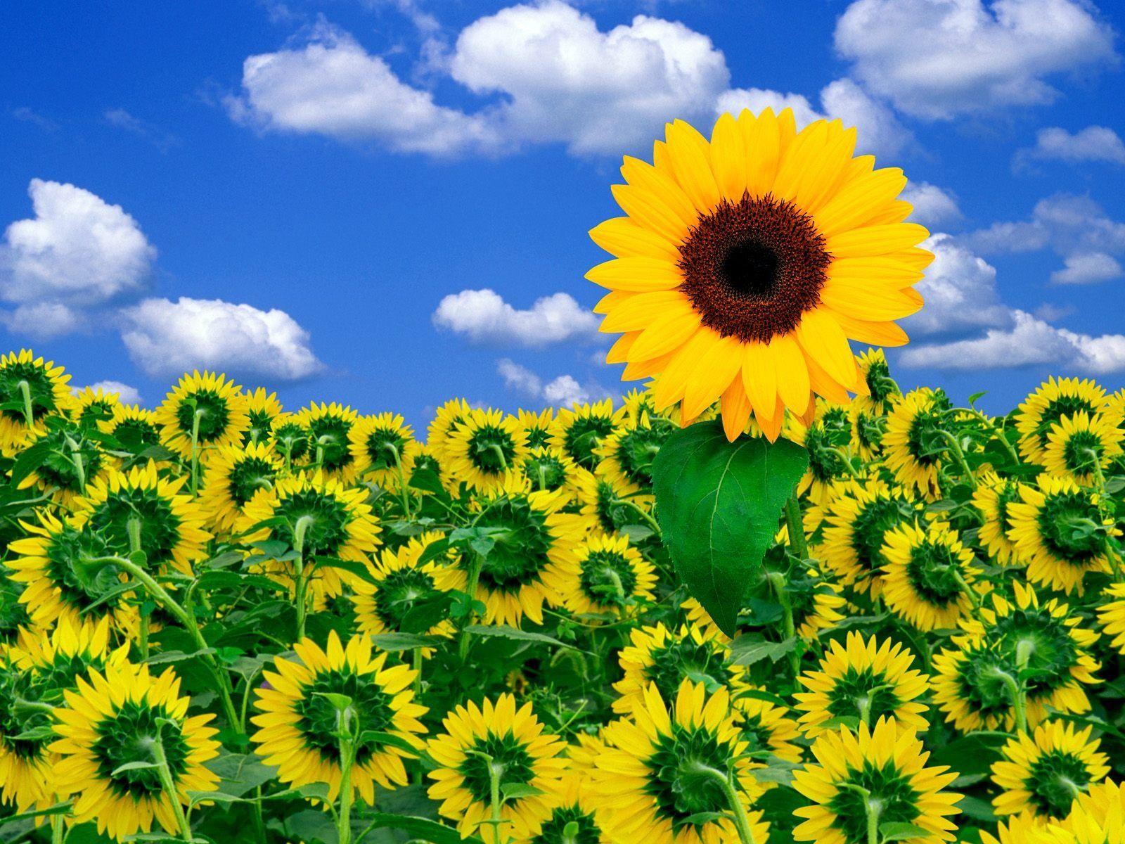 Sunshine and Flowers Wallpapers Top Free Sunshine and Flowers