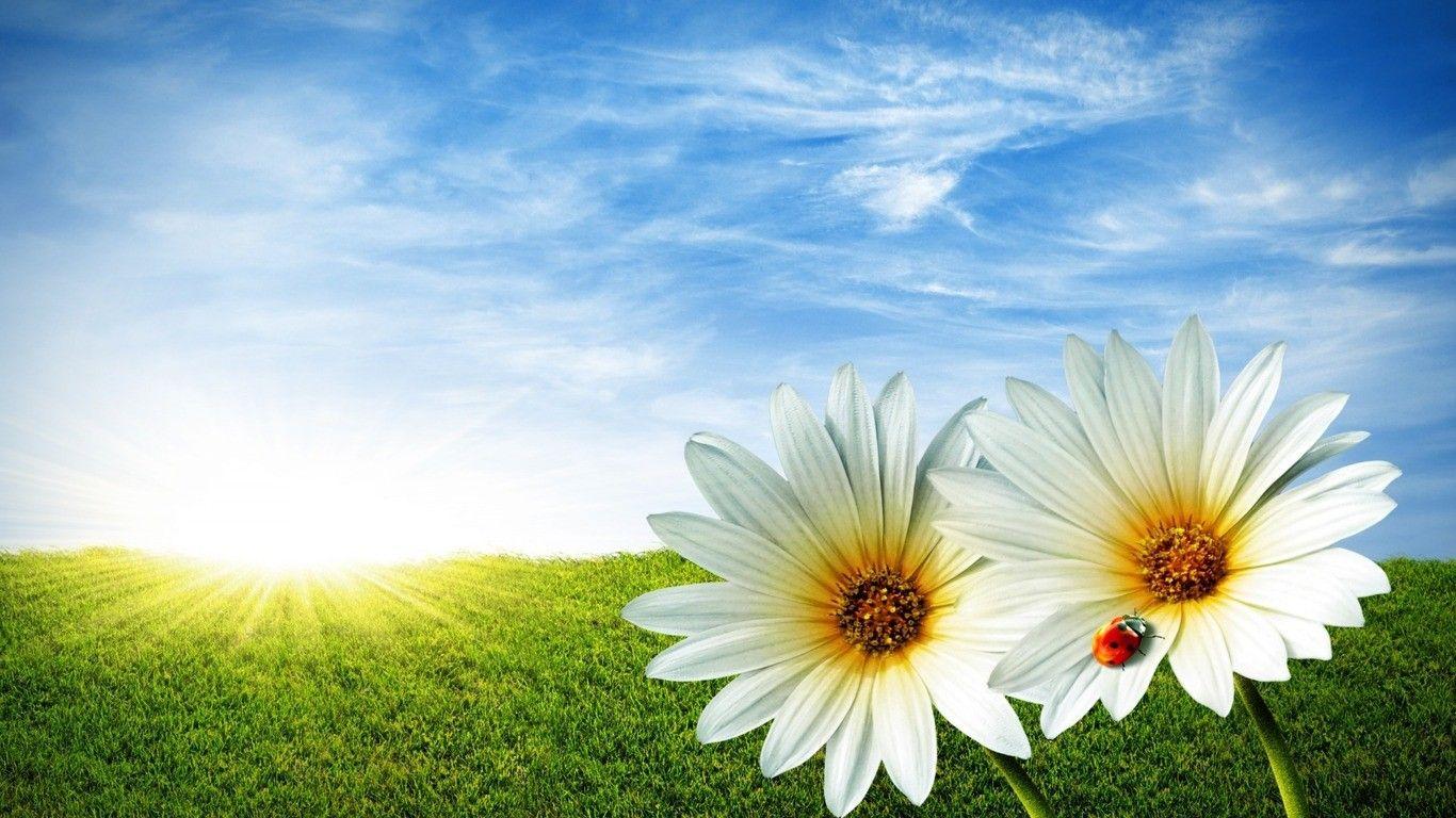 Sunshine and Flowers Wallpapers Top Free Sunshine and Flowers