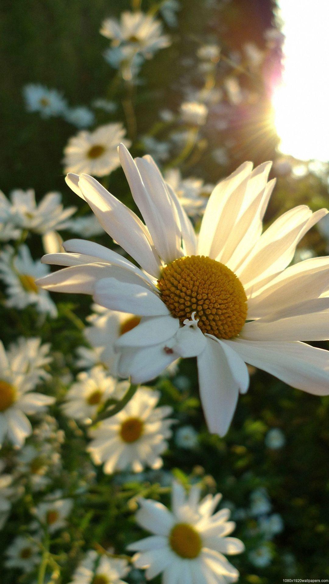 Sunshine and Flowers Wallpapers Top Free Sunshine and Flowers