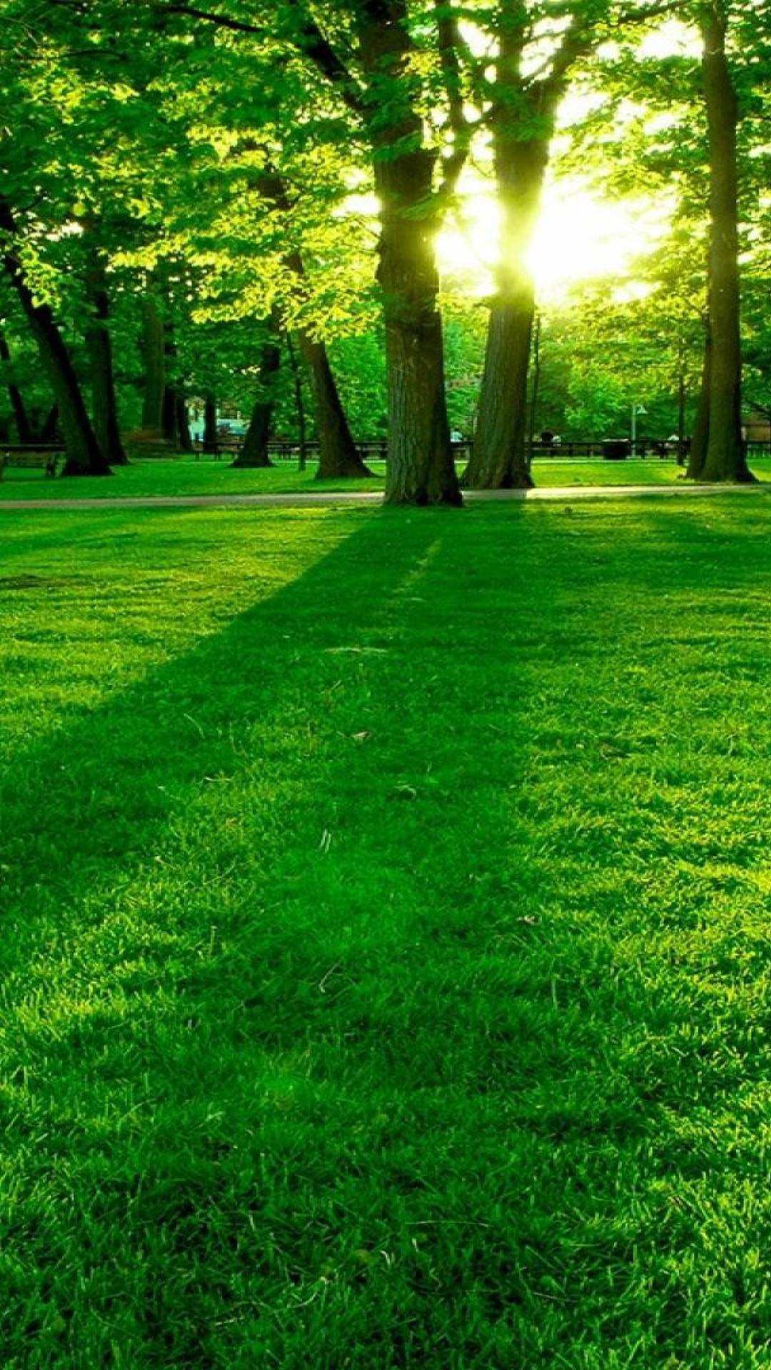 Beautiful Green Wallpapers Top Free Beautiful Green Backgrounds