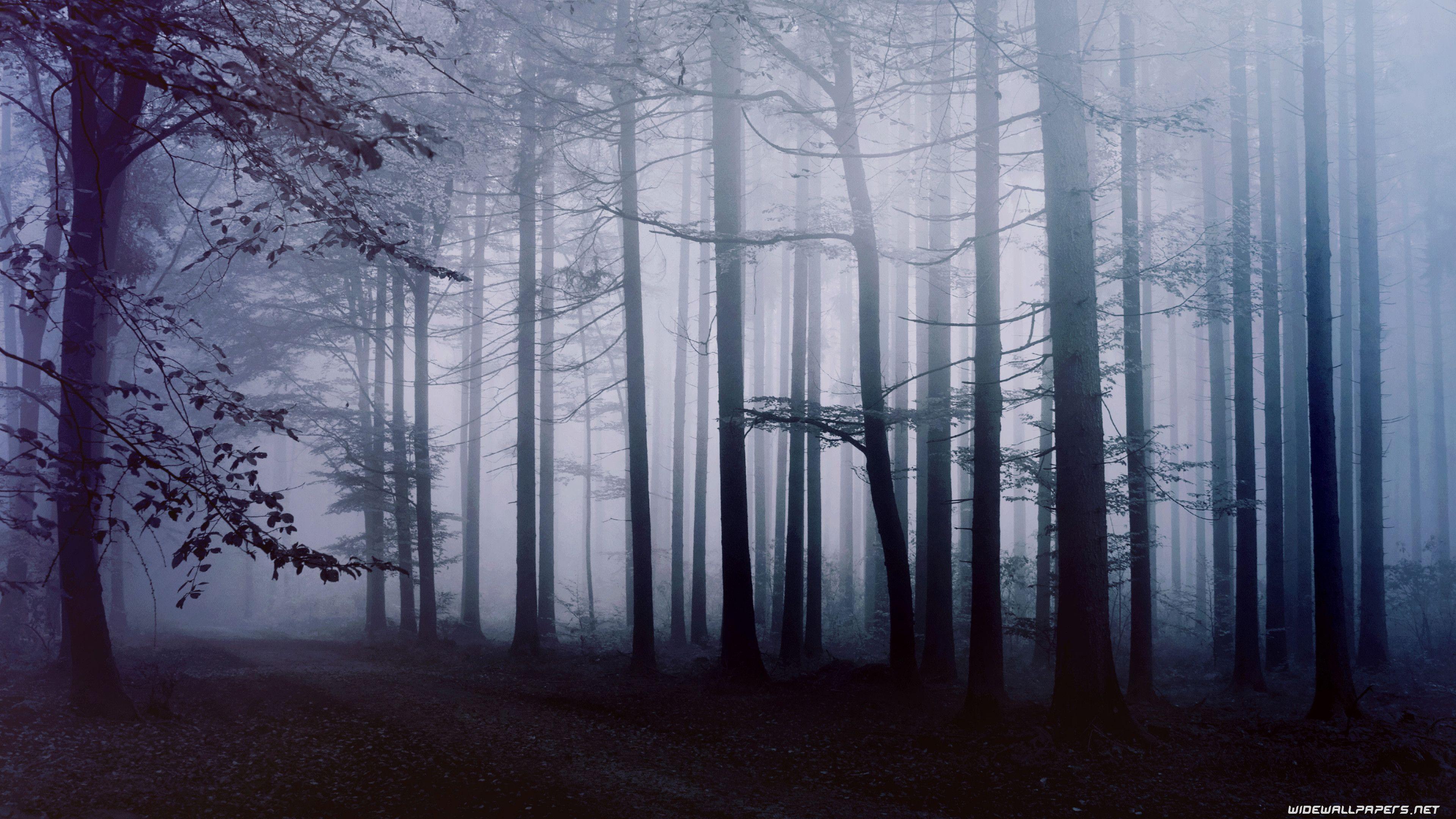 Beautiful Dark Forest Wallpapers Top Free Beautiful Dark Forest
