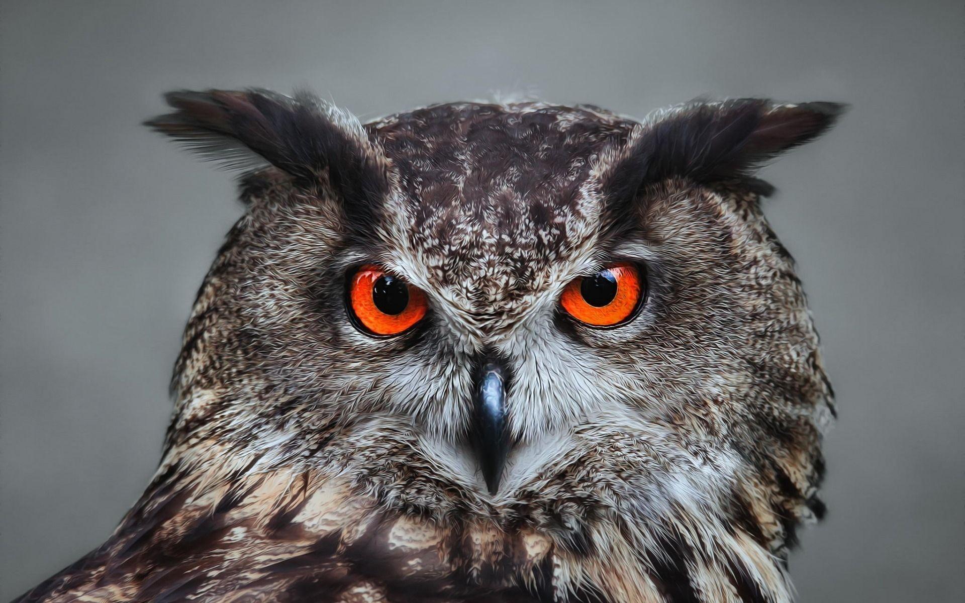 Great Horned Owl Wallpapers Top Free Great Horned Owl Backgrounds