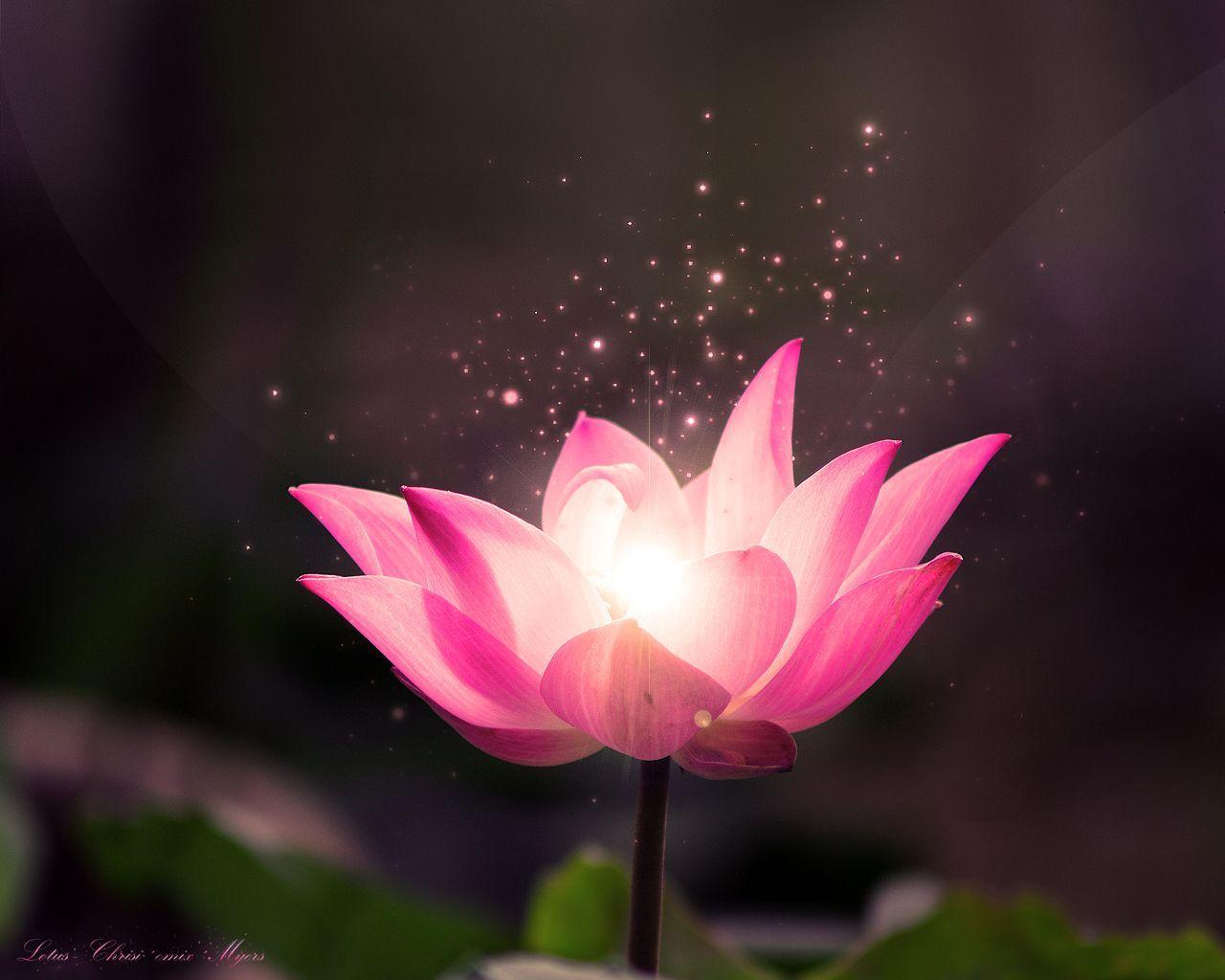 Buddha Lotus Flower Wallpapers Top Free Buddha Lotus Flower
