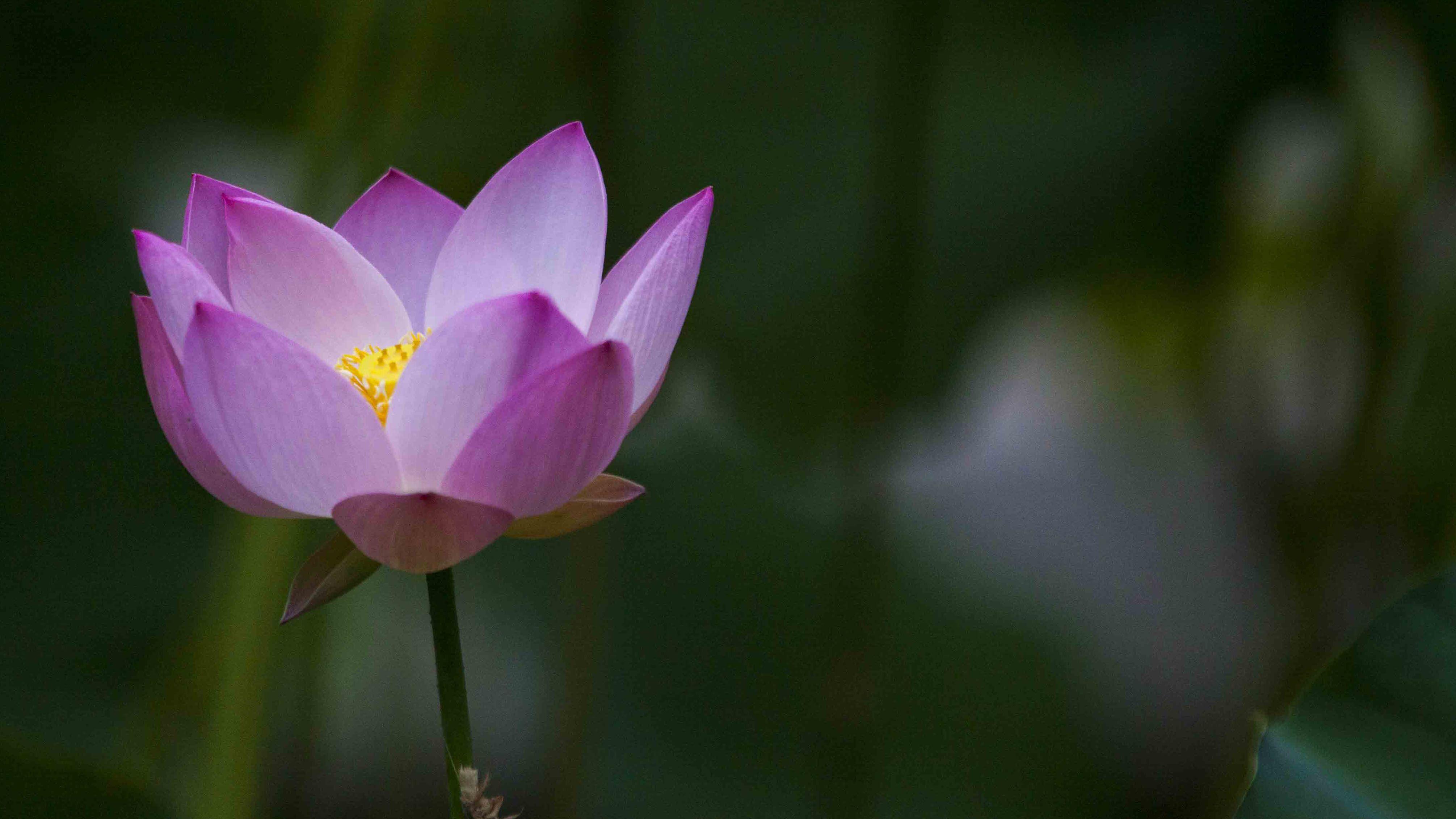 Buddha Lotus Flower Wallpapers Top Free Buddha Lotus Flower