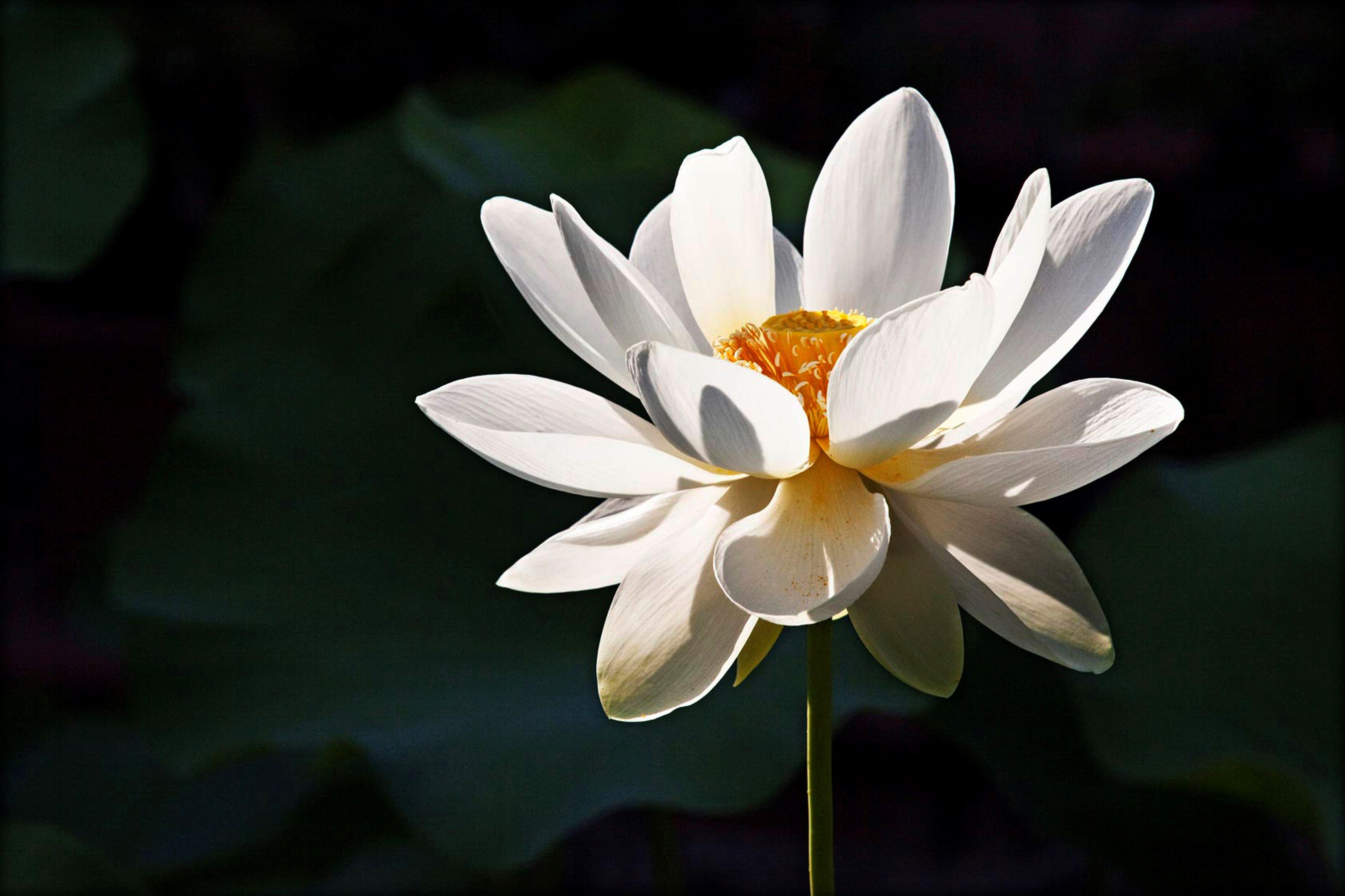 Buddha Lotus Flower Wallpapers Top Free Buddha Lotus Flower
