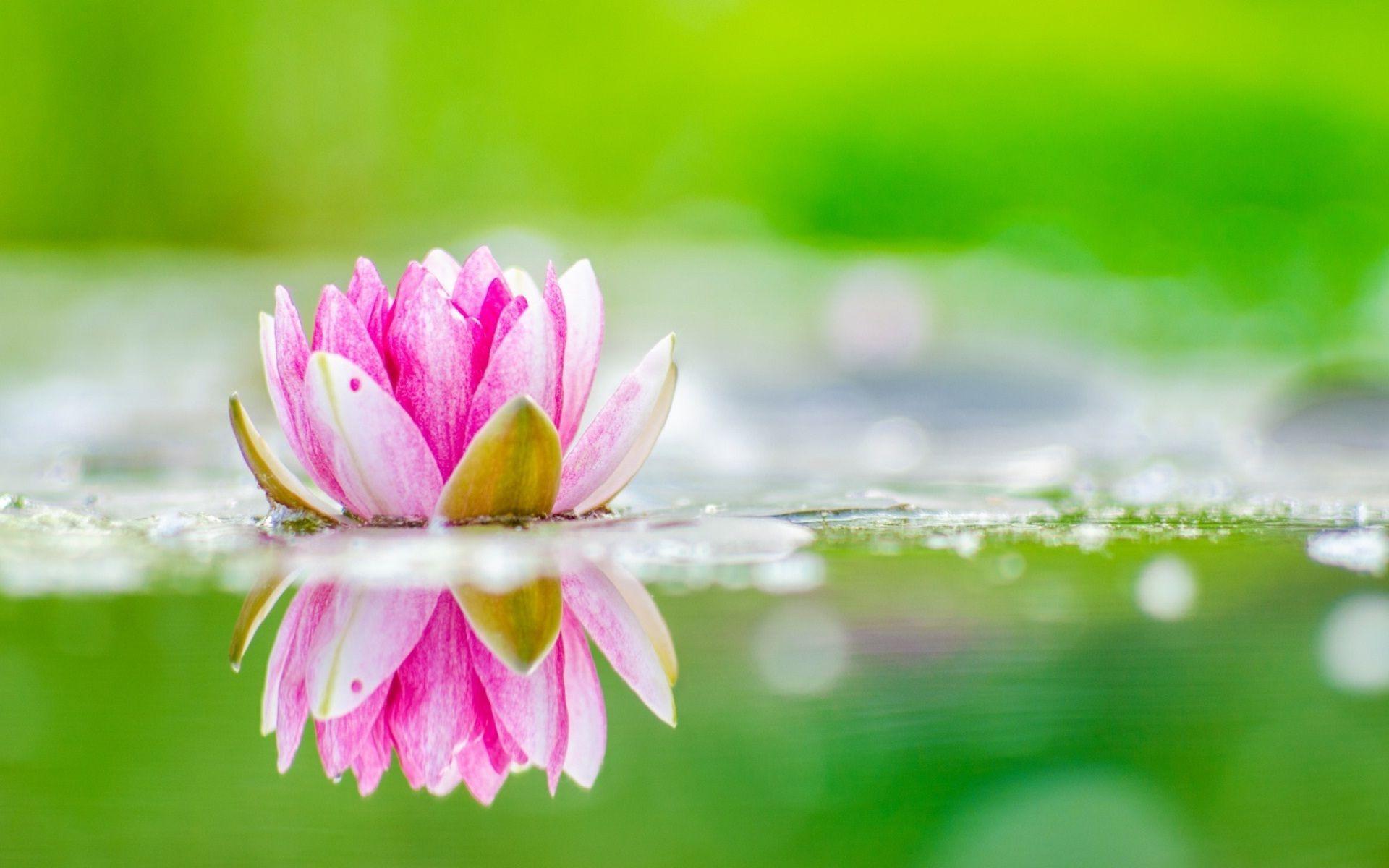 Buddha Lotus Flower Wallpapers Top Free Buddha Lotus Flower