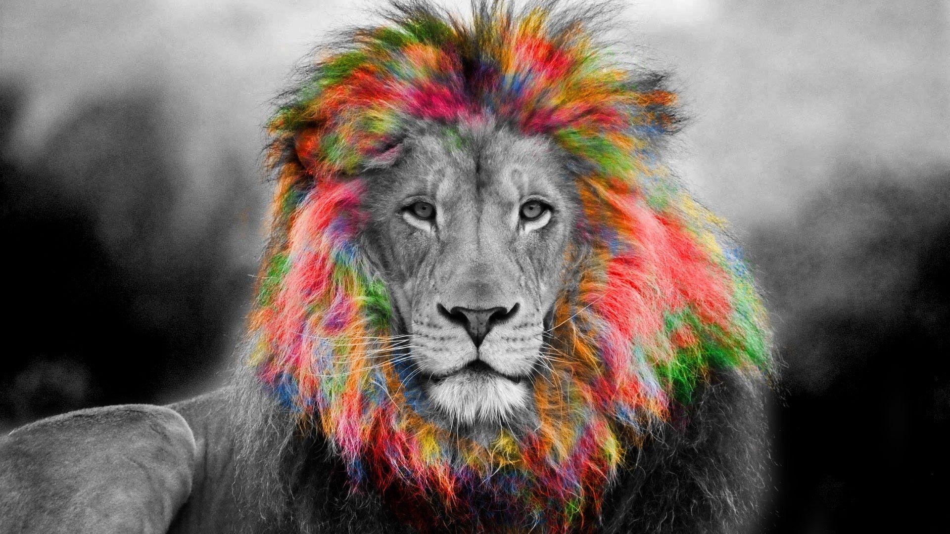 Cool Rainbow Lion Wallpapers Top Free Cool Rainbow Lion Backgrounds WallpaperAccess