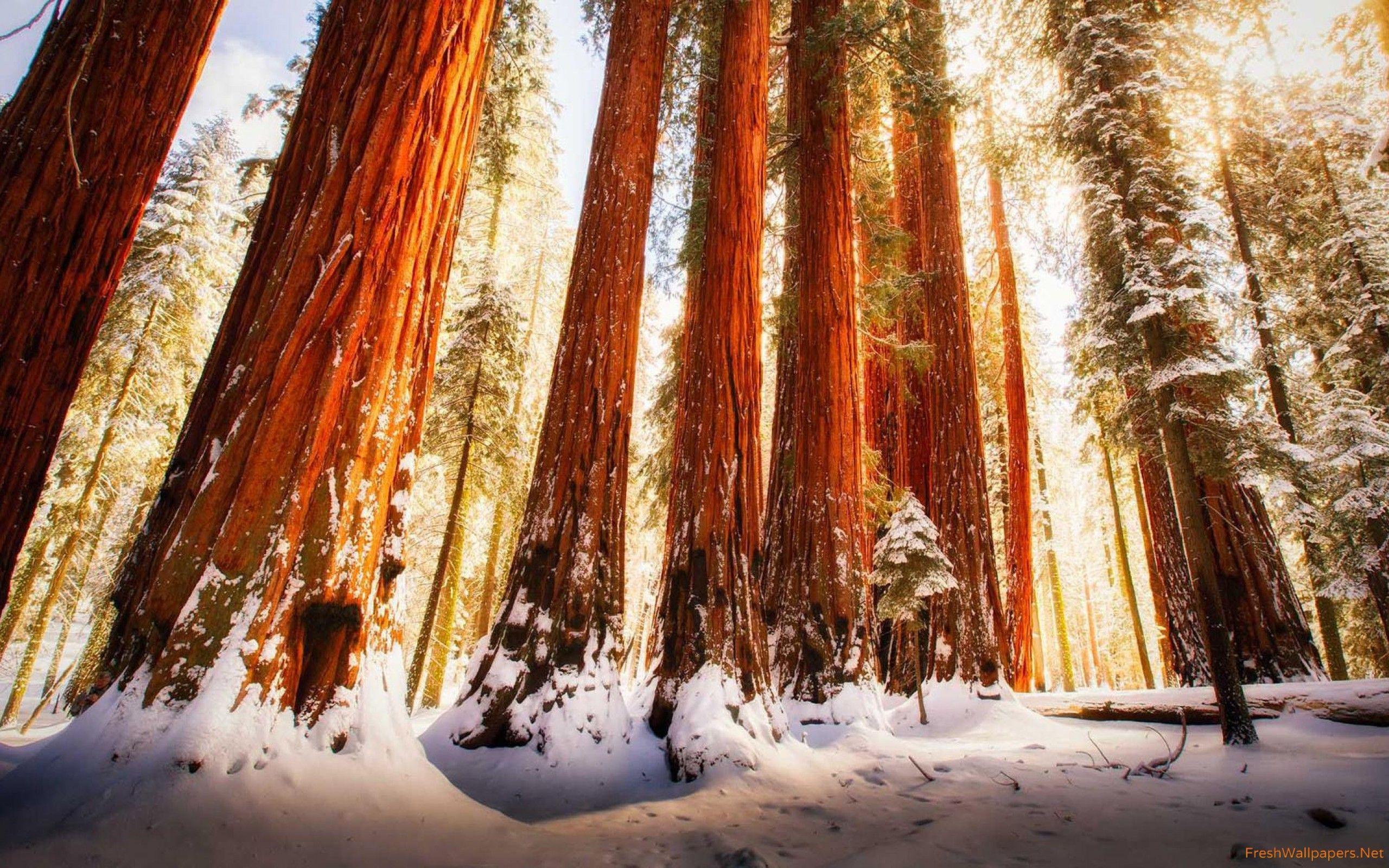 Redwood Forest Desktop Wallpapers Top Free Redwood Forest Desktop