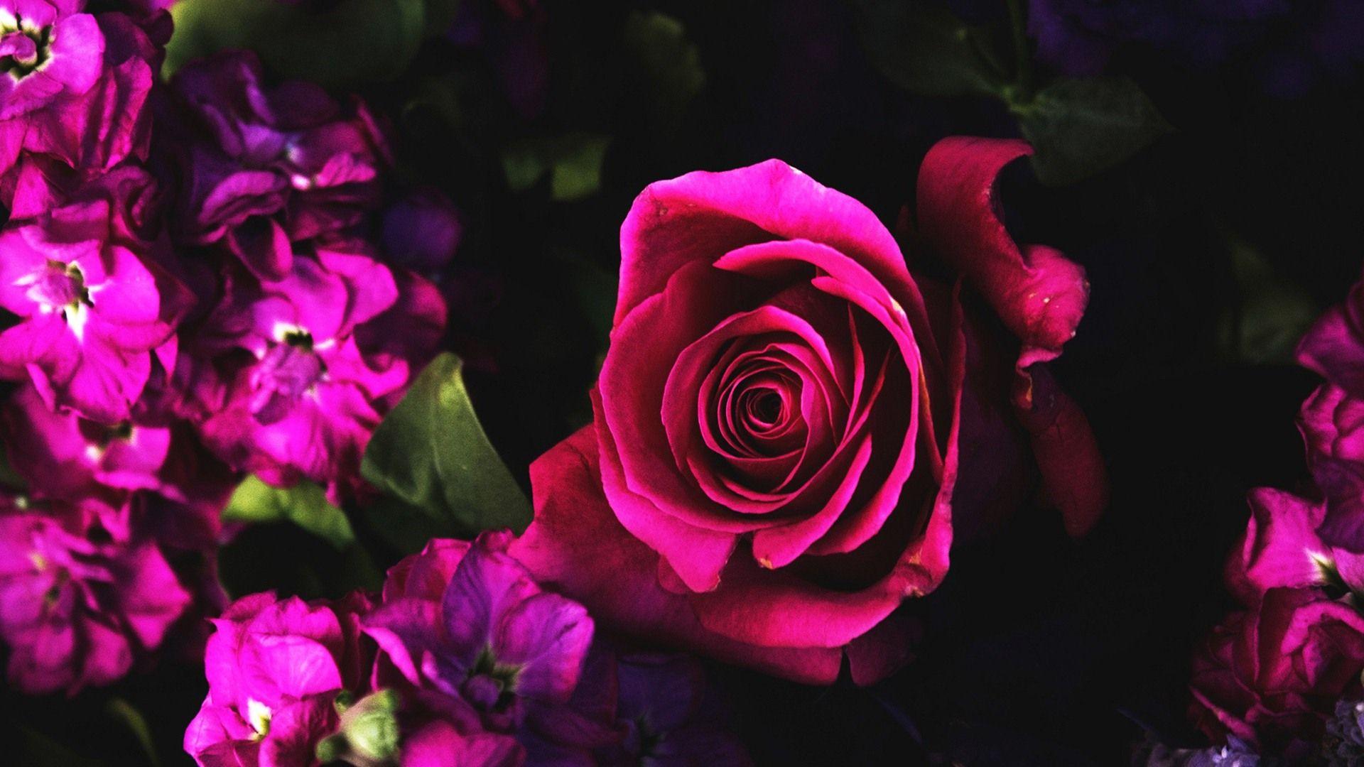Dark Pink Roses Wallpapers Top Free Dark Pink Roses Backgrounds