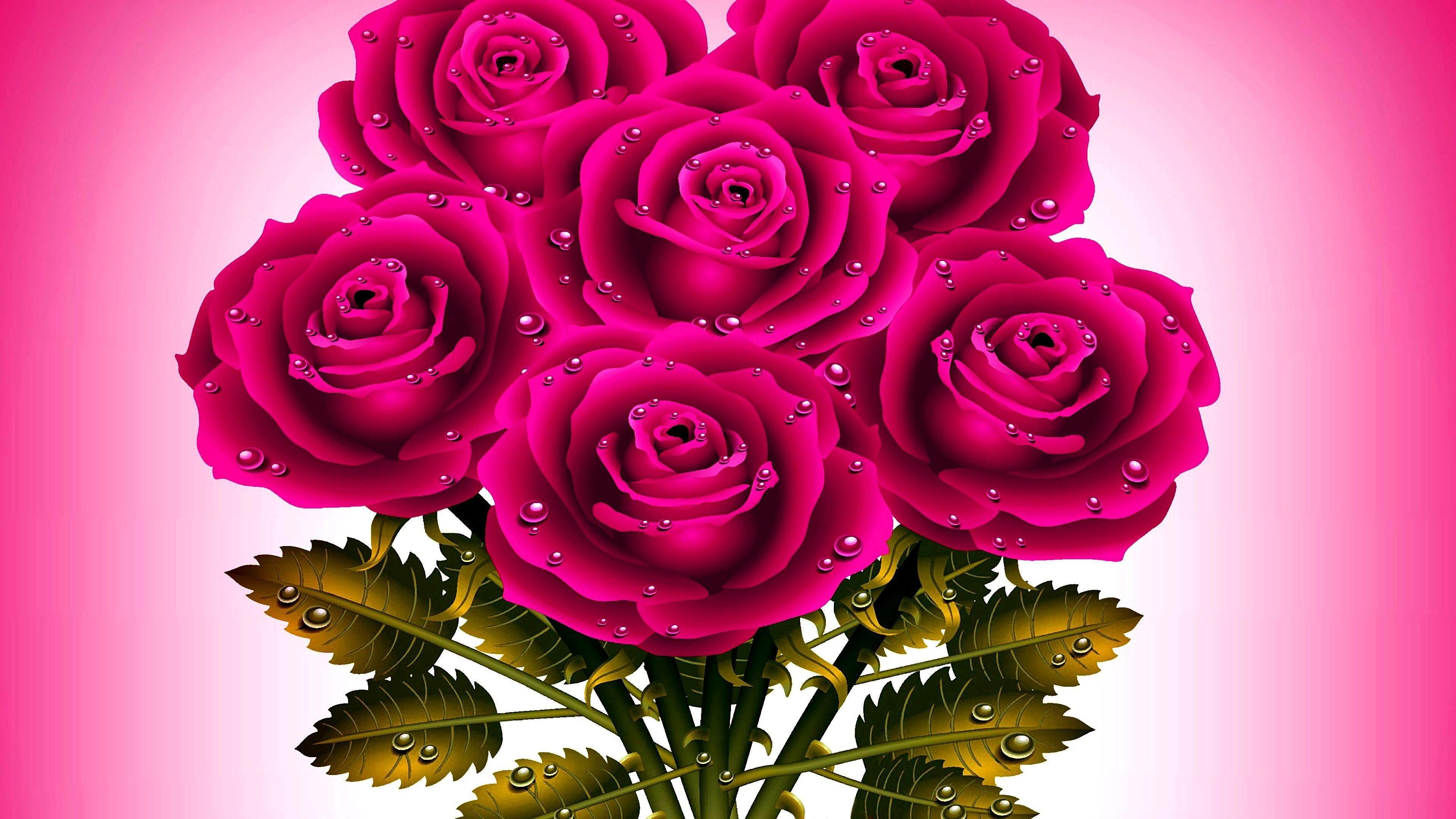 Dark Pink Roses Wallpapers Top Free Dark Pink Roses Backgrounds