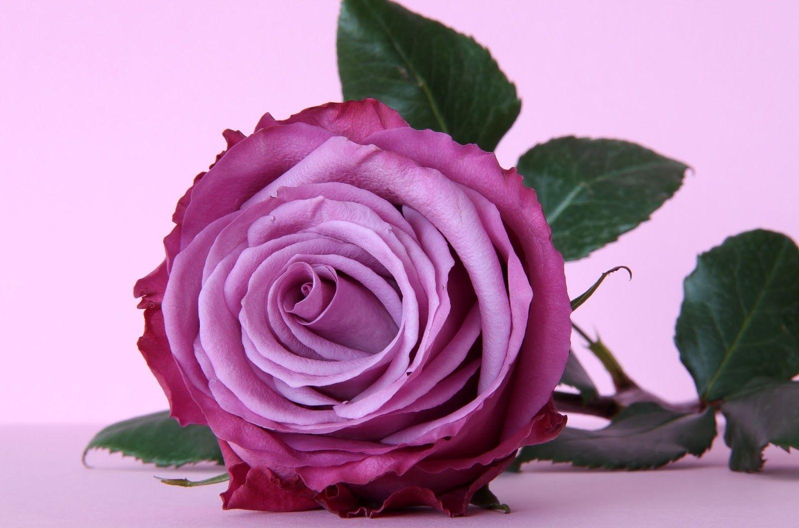 Dark Pink Roses Wallpapers Top Free Dark Pink Roses Backgrounds