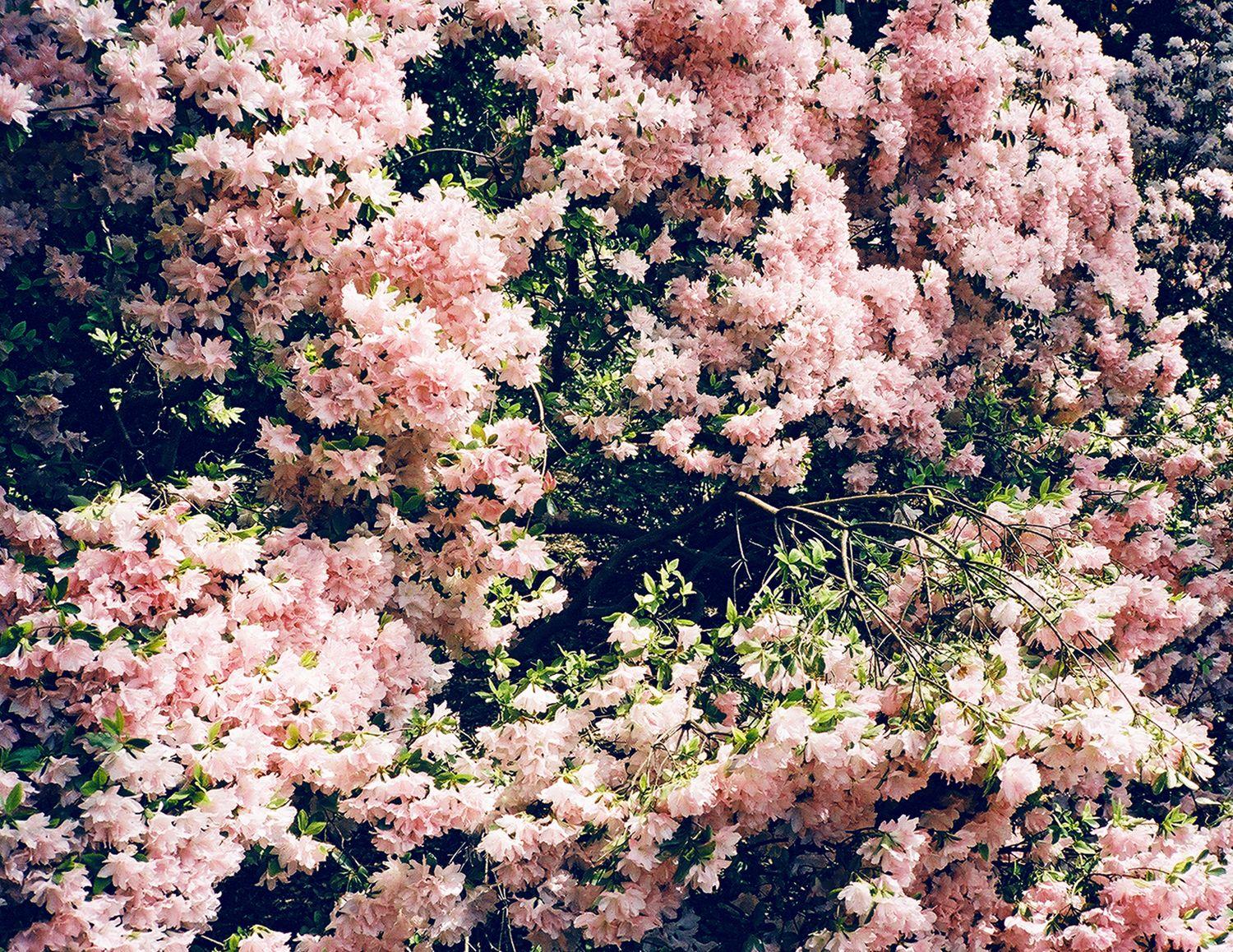 Floral Tumblr HD Wallpapers Top Free Floral Tumblr HD Backgrounds